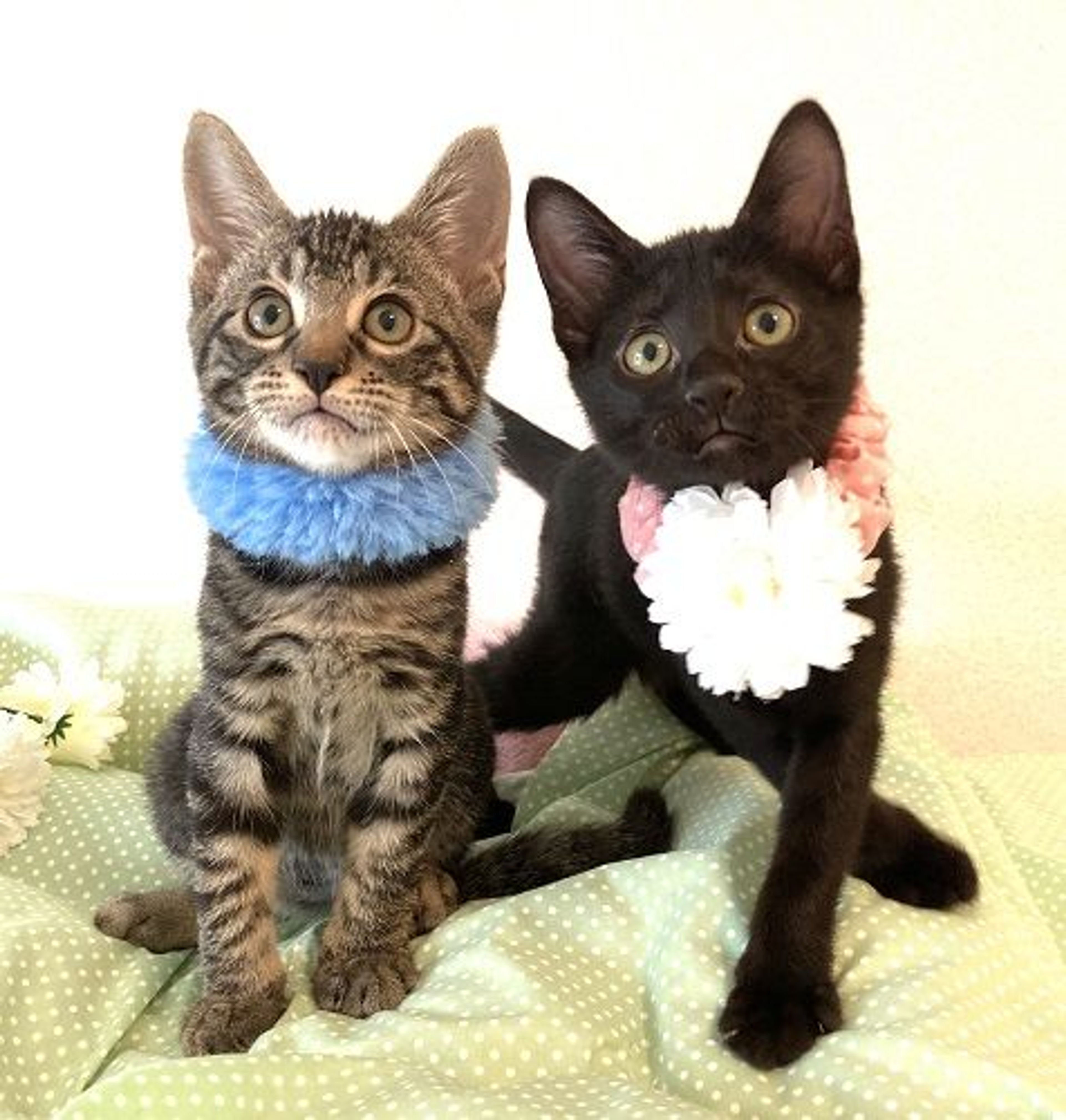 pet-image-5