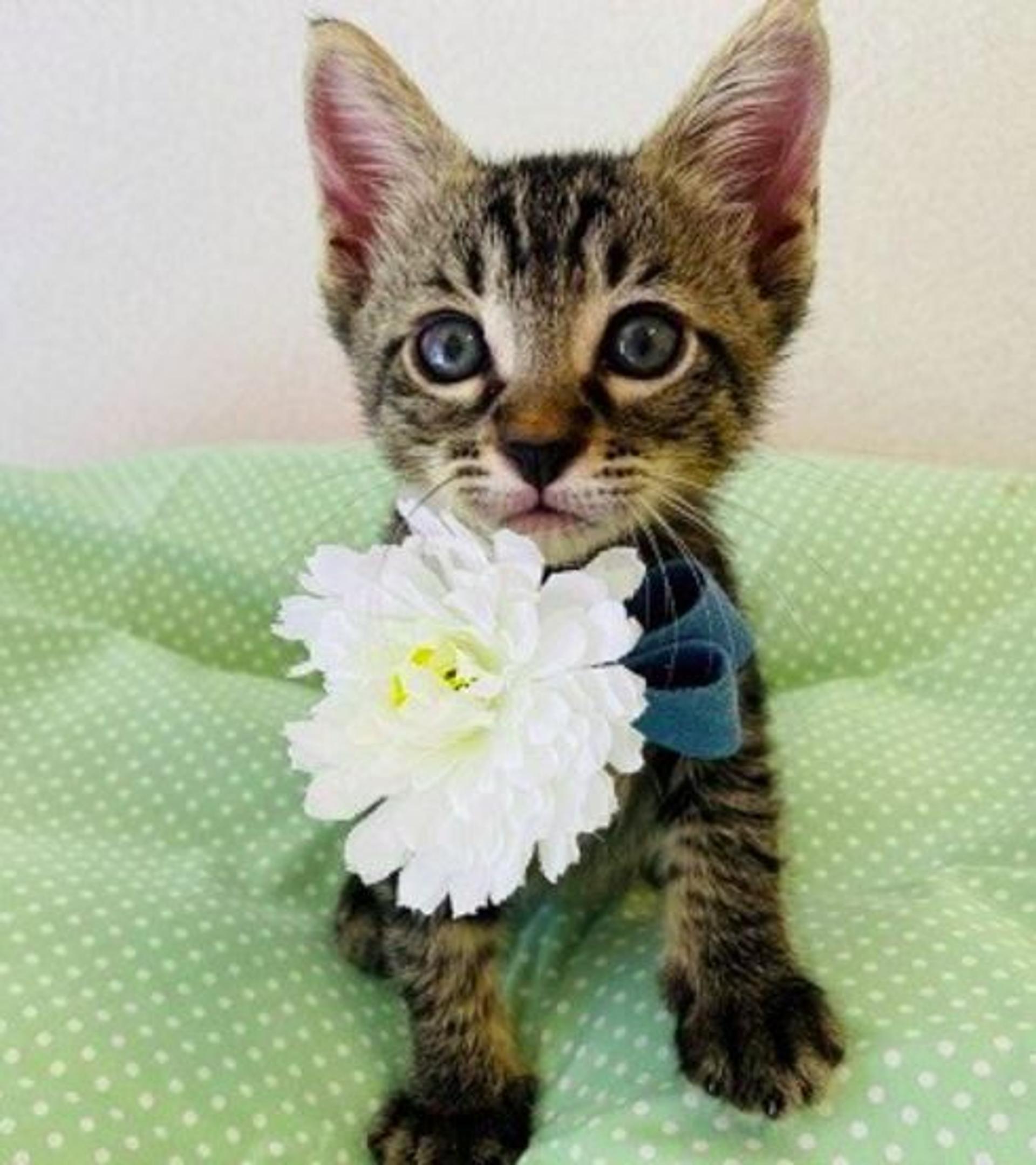 pet-image-2