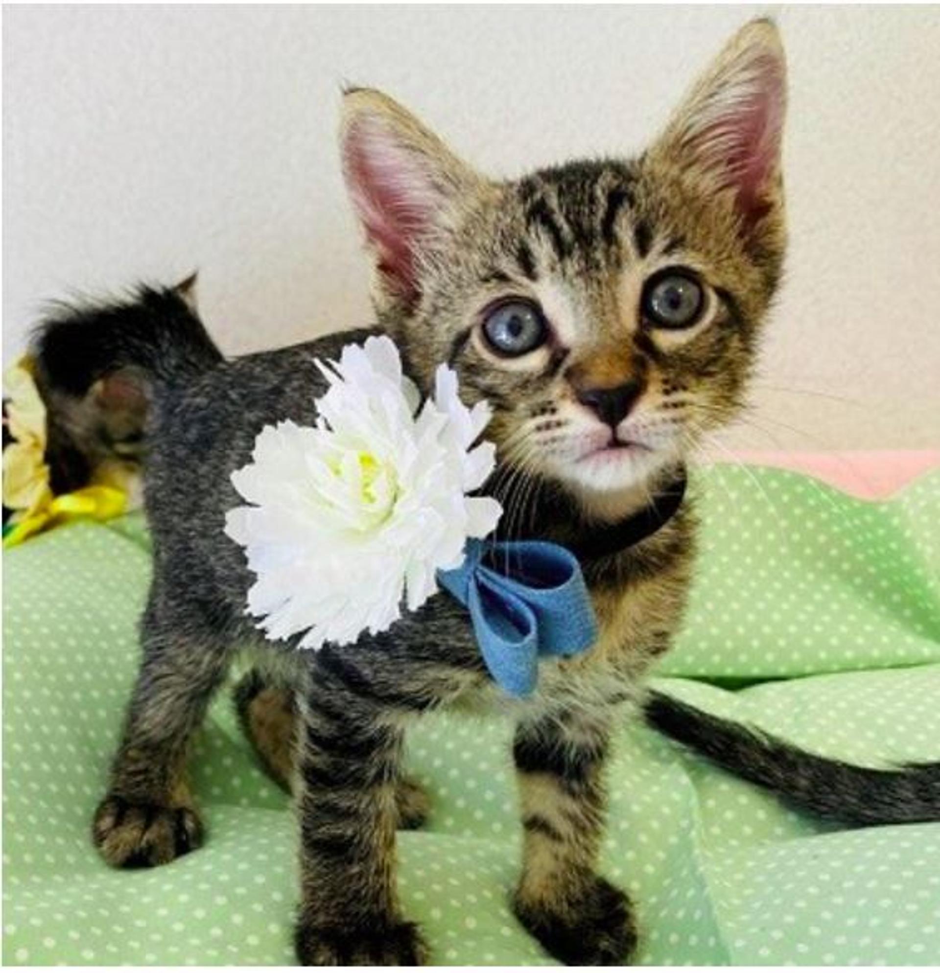 pet-image-4