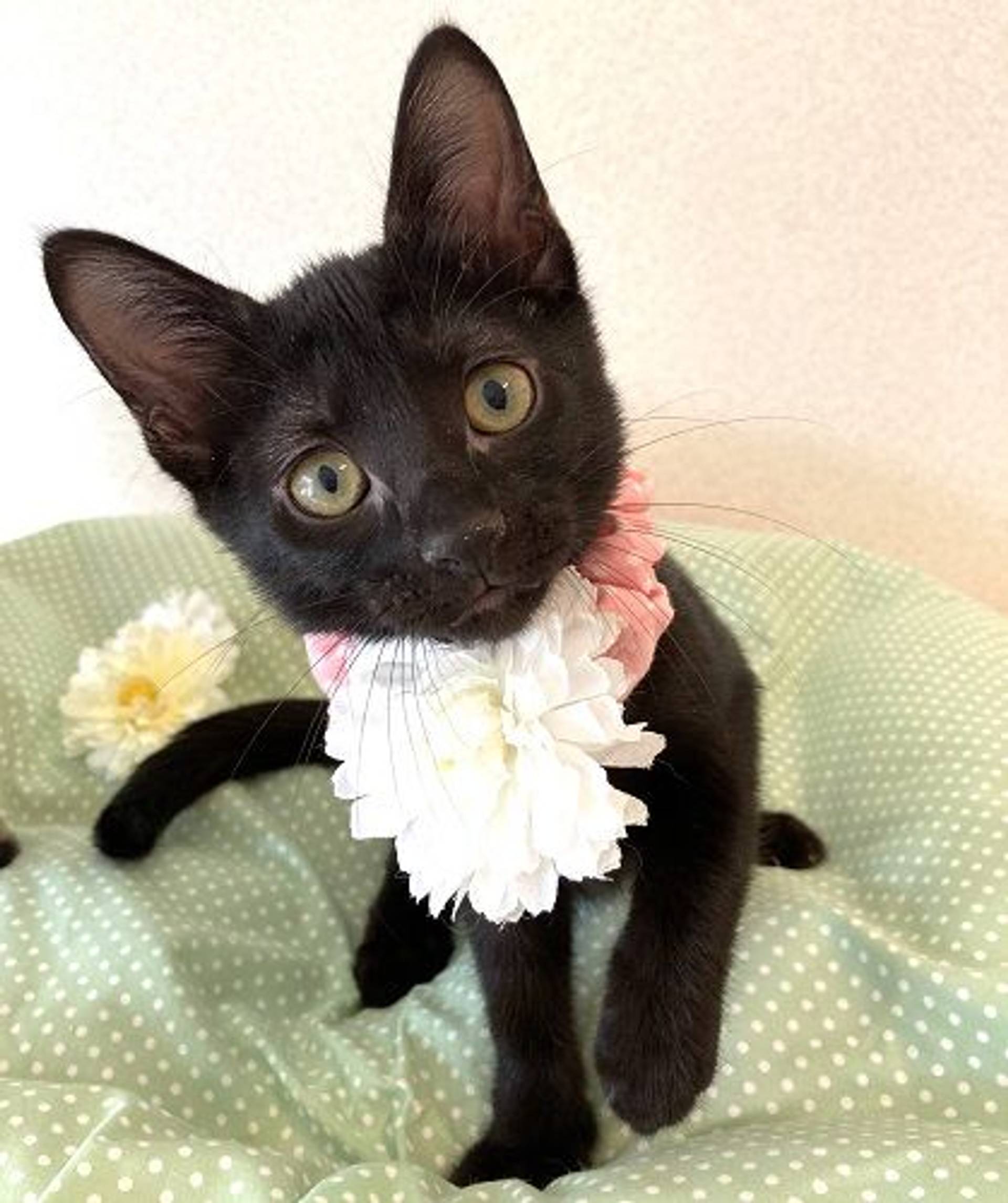 雑種（ミックス猫）・メスの里親募集の写真