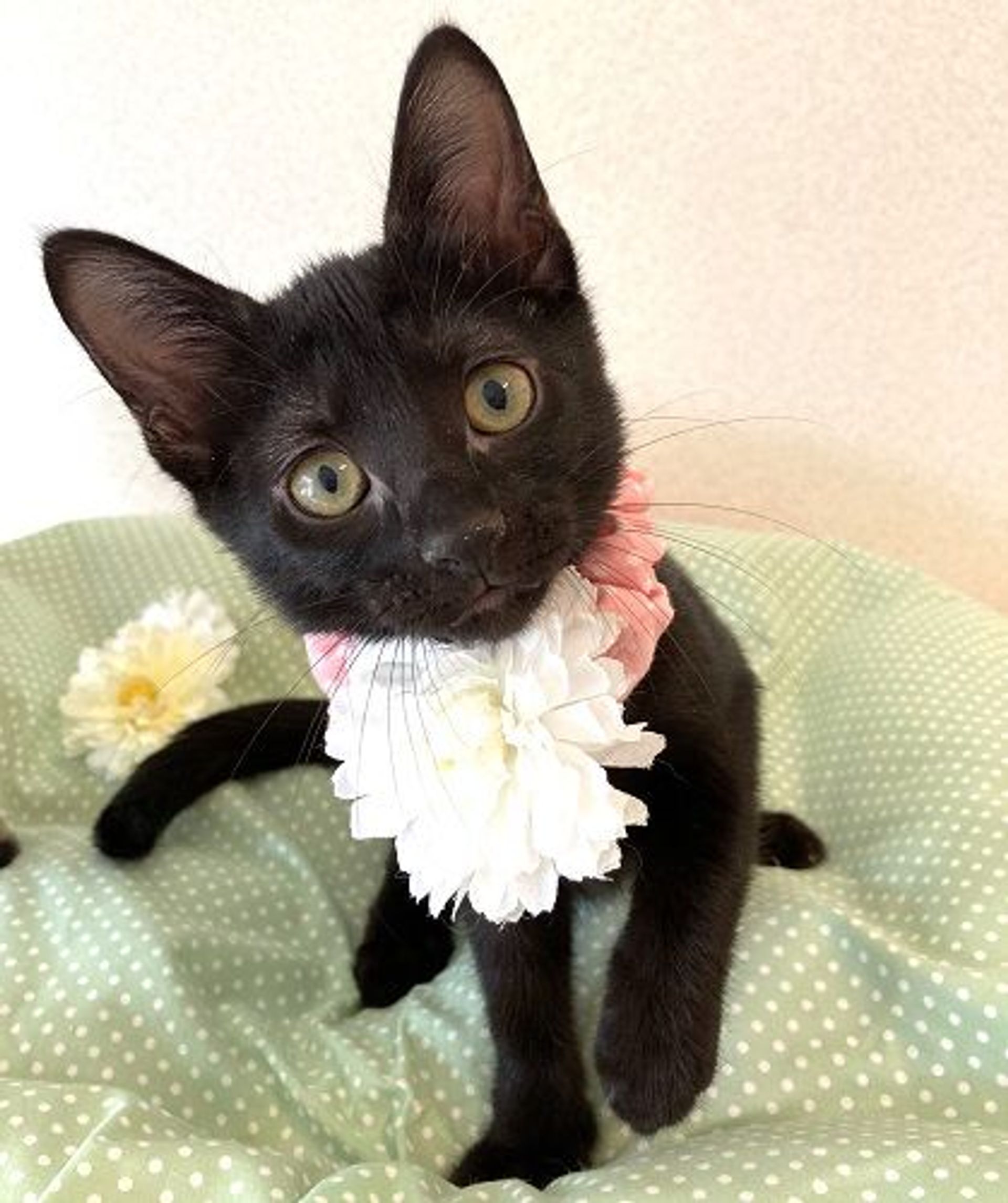 雑種（ミックス猫）・メスの里親募集の写真