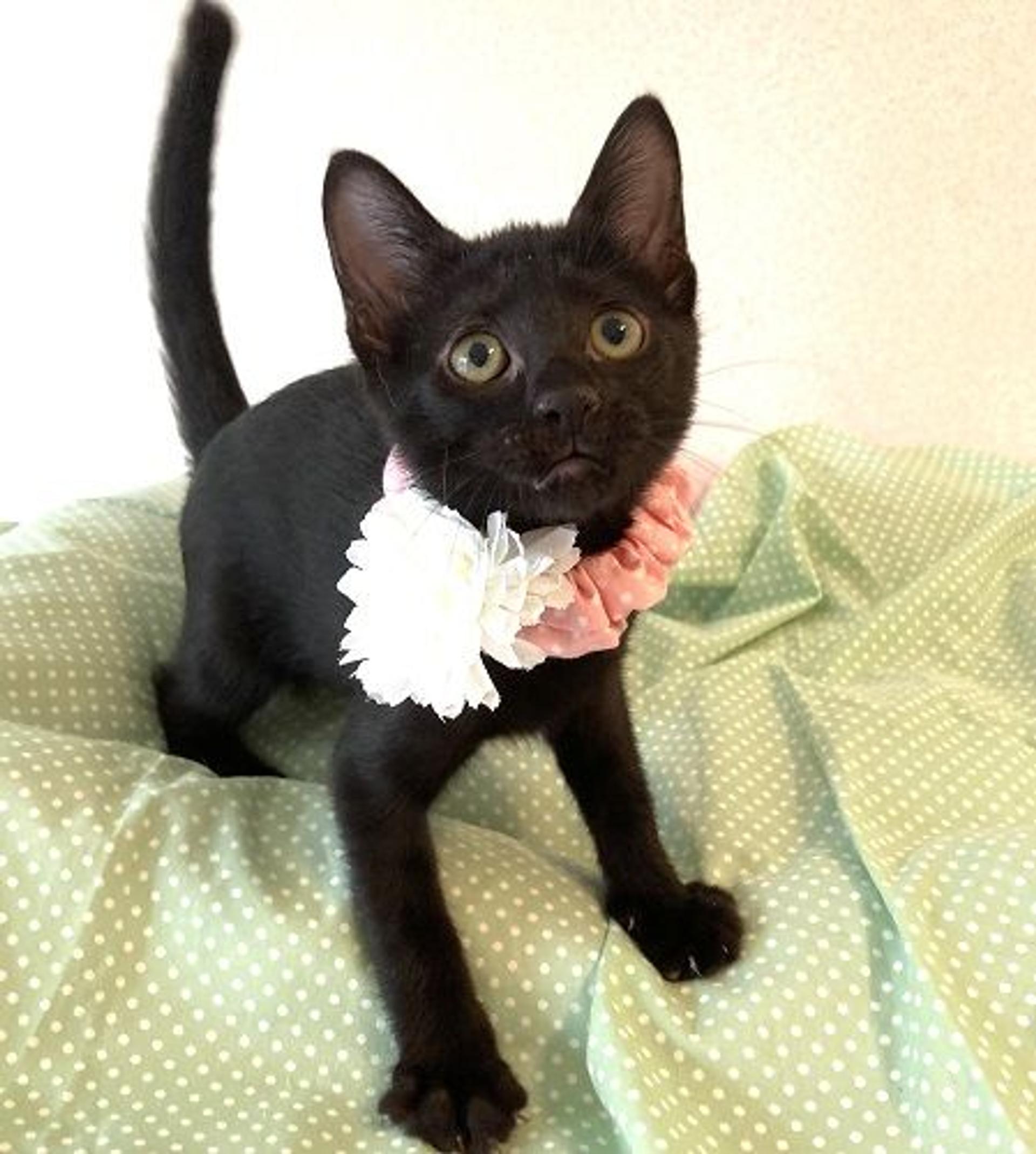 pet-image-5