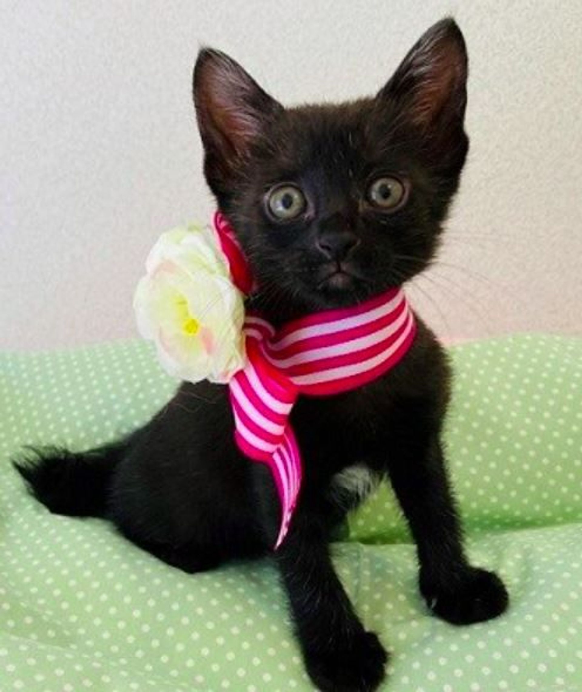 雑種（ミックス猫）・メスの里親募集の写真