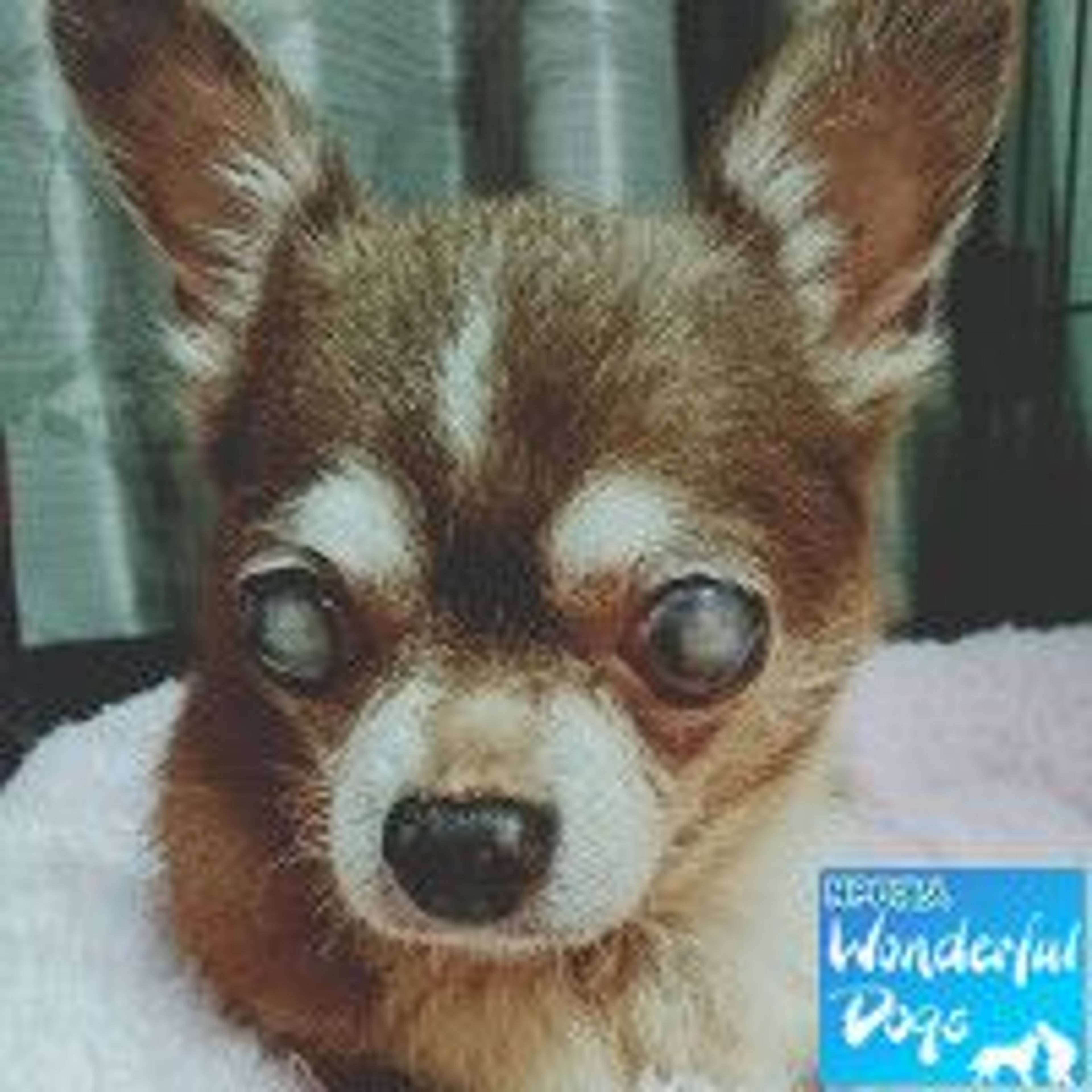 チワワ・オスの里親募集の写真