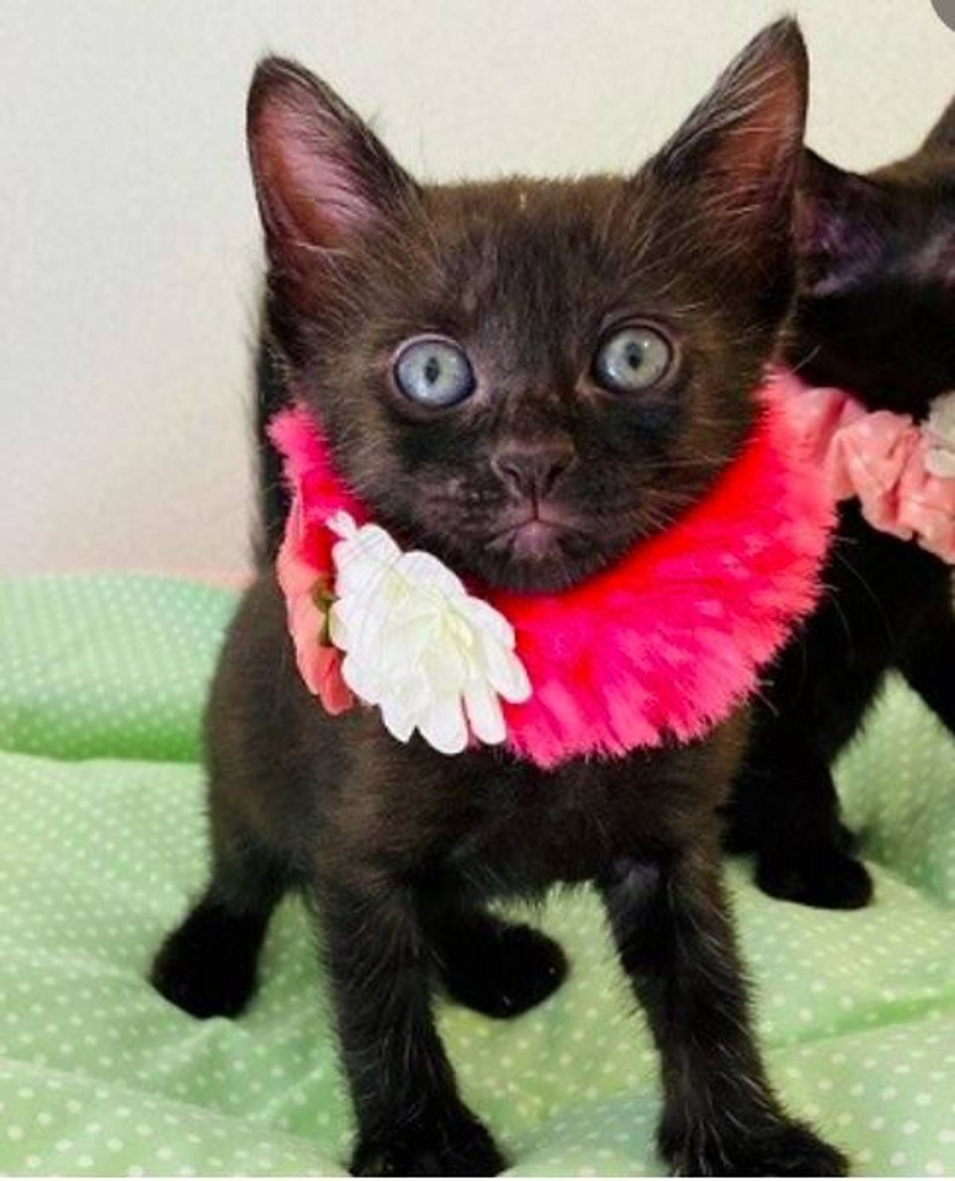 雑種（ミックス猫）・メスの里親募集の写真