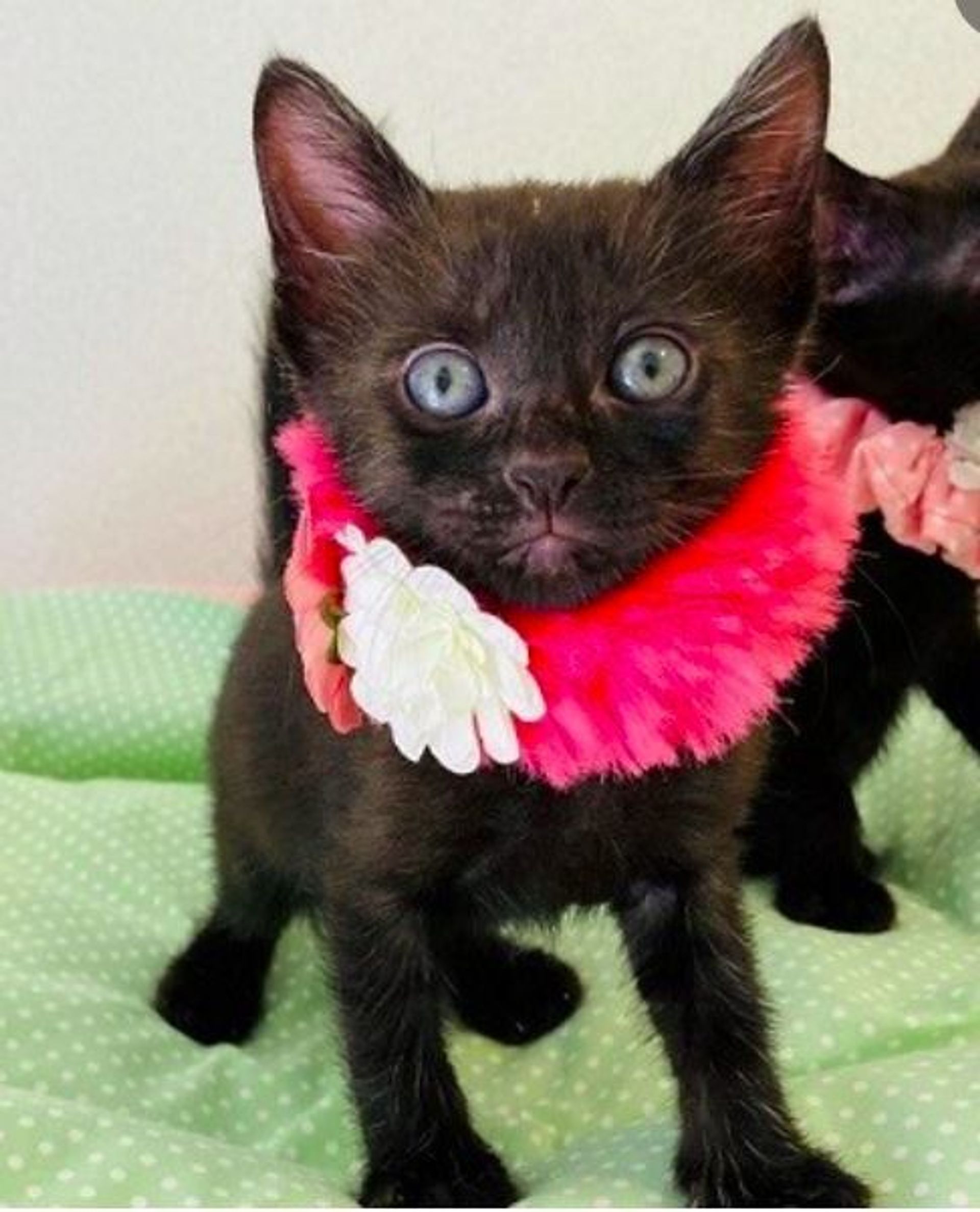雑種（ミックス猫）・メスの里親募集の写真