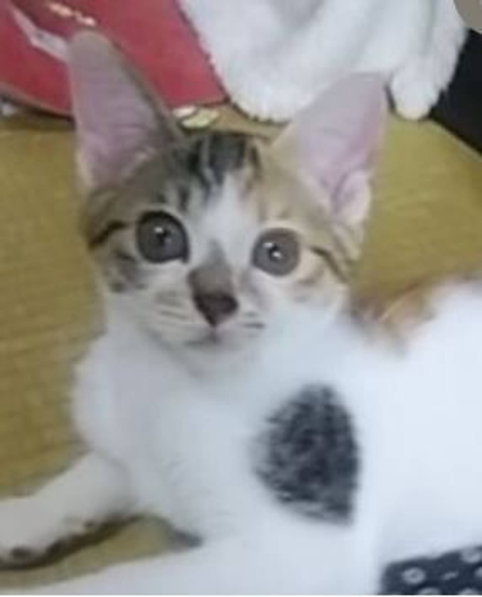 雑種（ミックス猫）・メスの里親募集の写真
