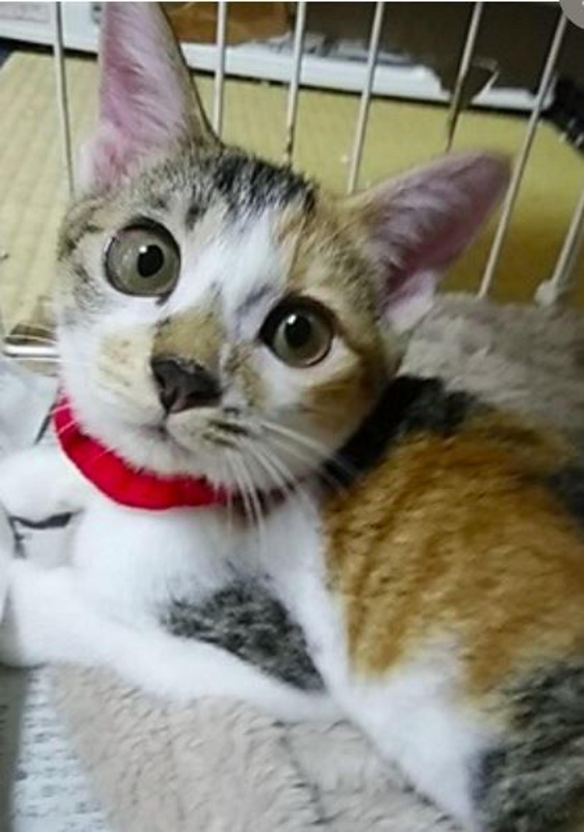 pet-image-2