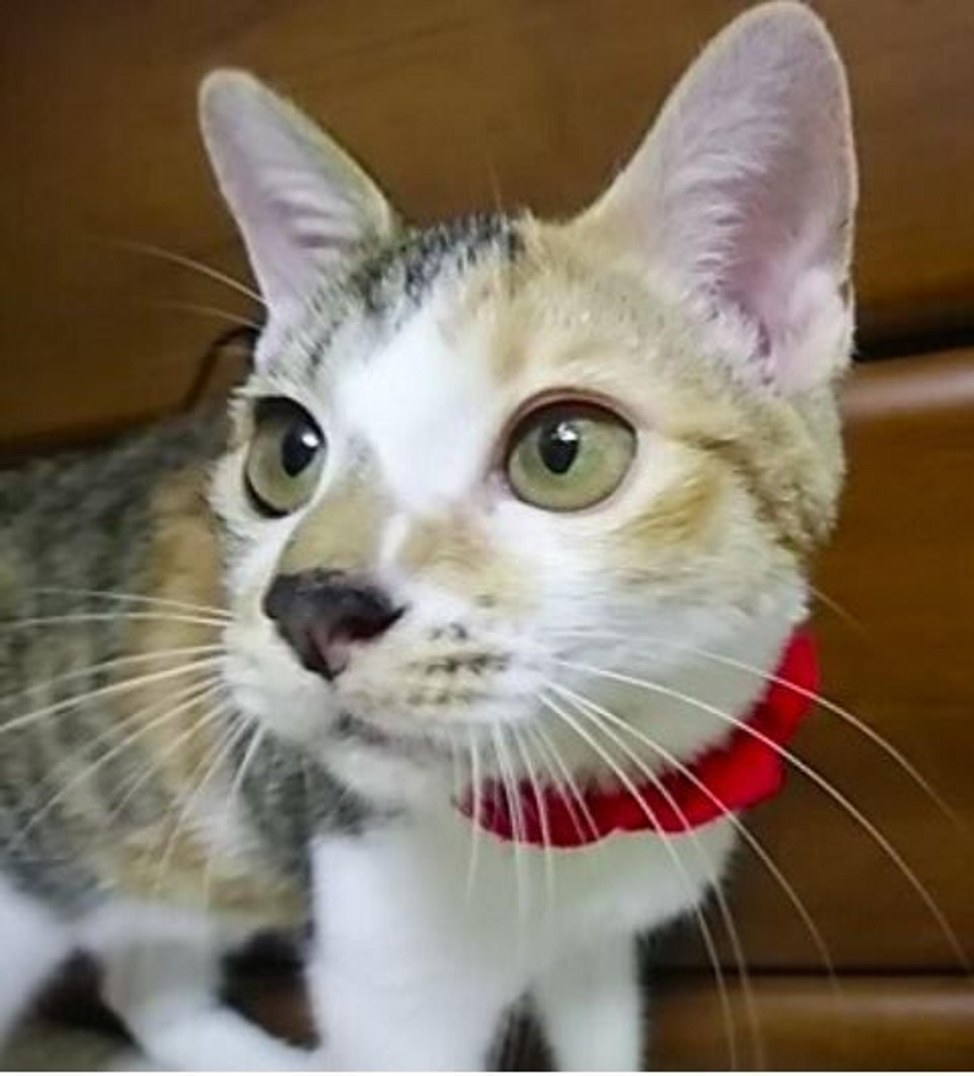 pet-image-4