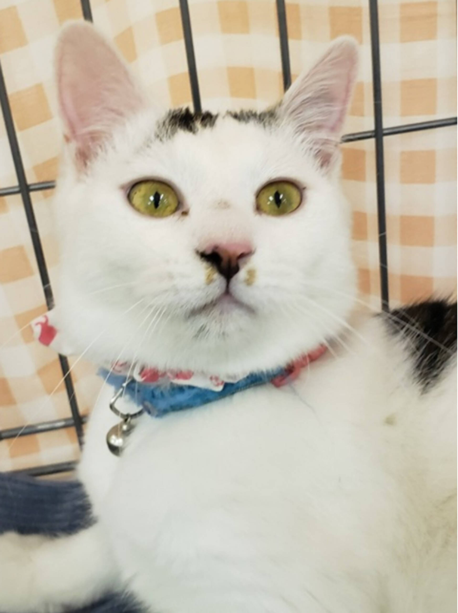 雑種（ミックス猫）・メスの里親募集の写真