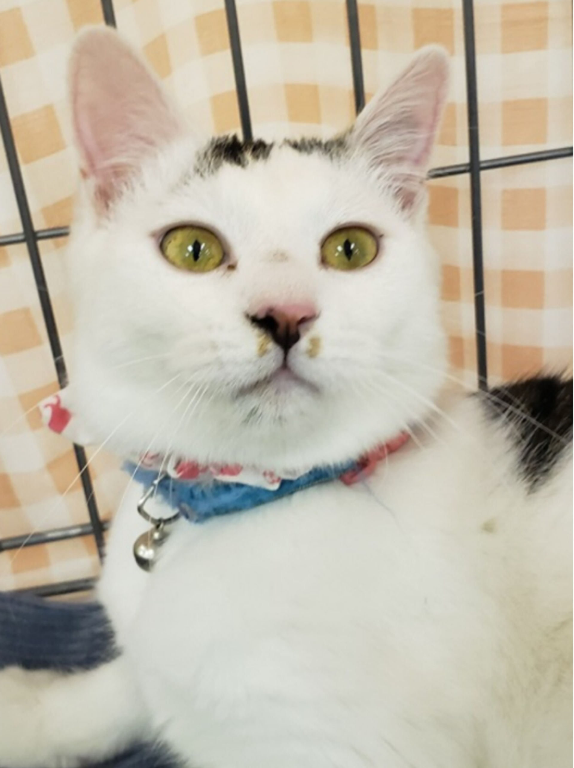 雑種（ミックス猫）・メスの里親募集の写真