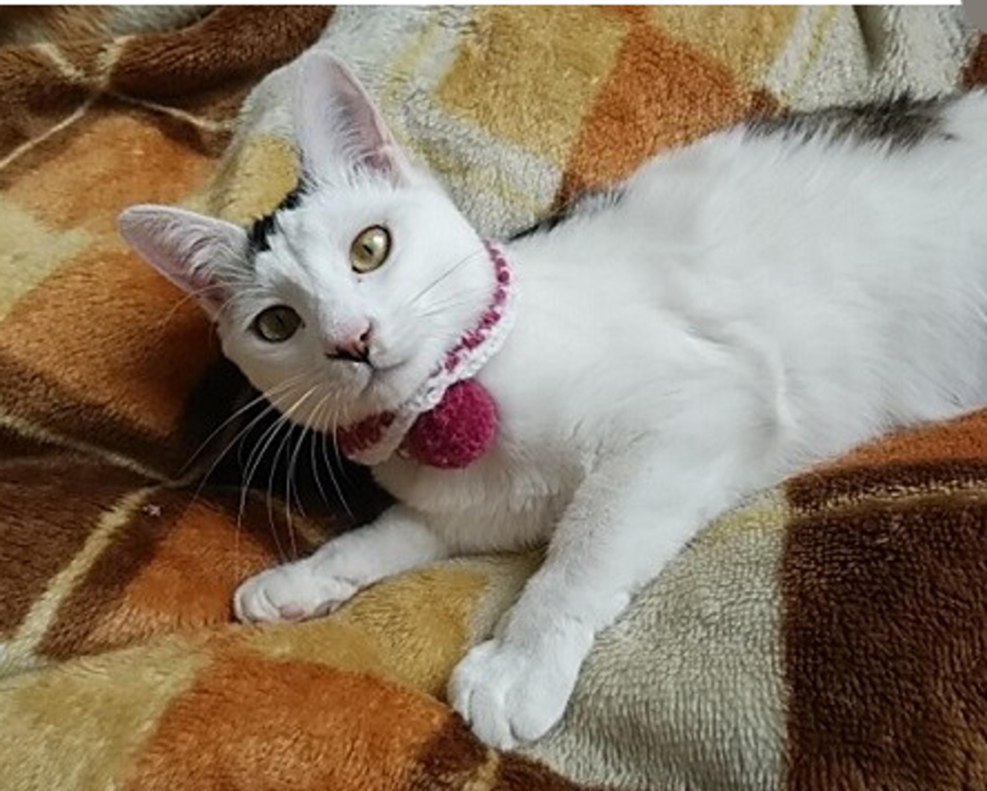 pet-image-4