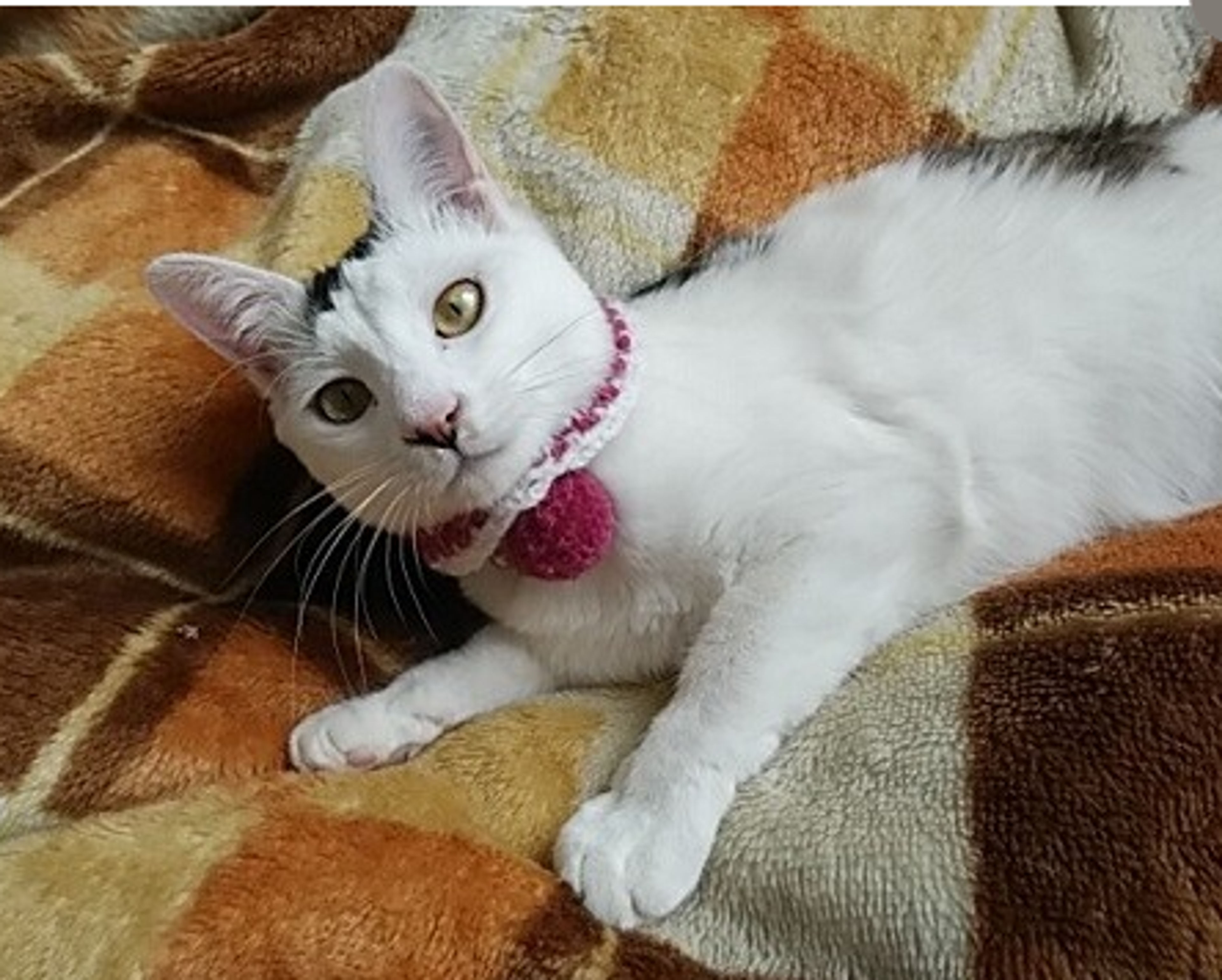 pet-image-4