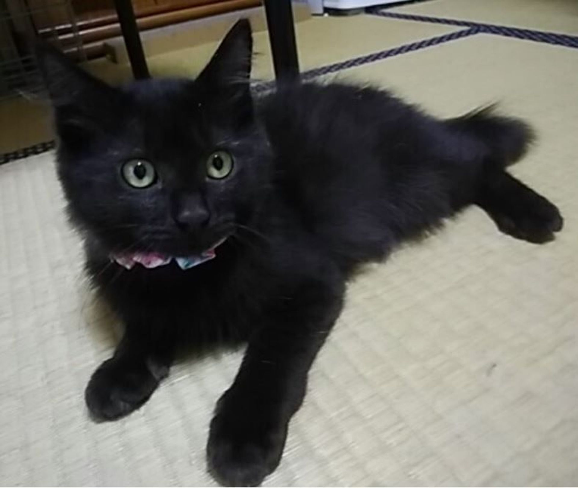 雑種（ミックス猫）・オスの里親募集の写真