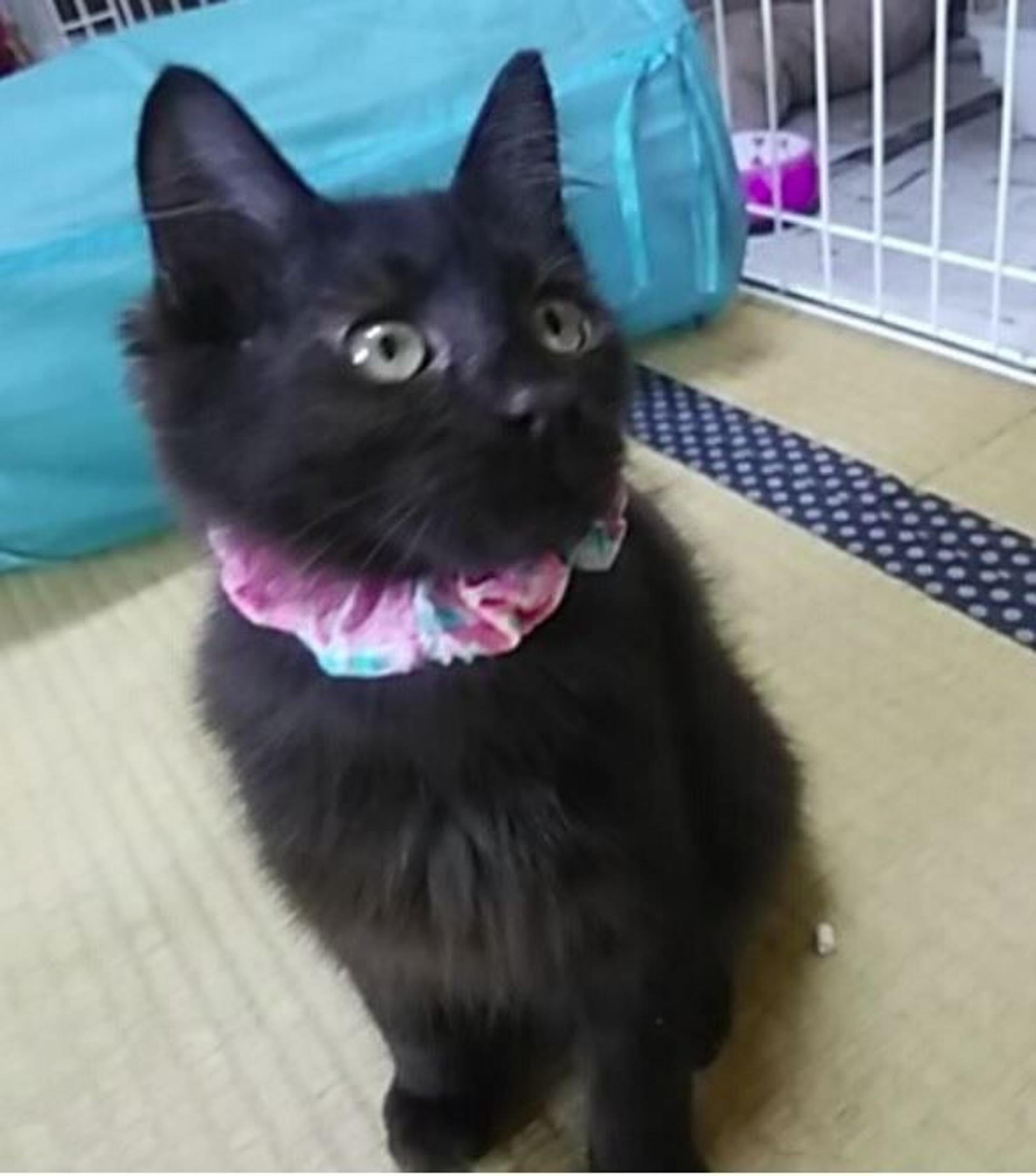 pet-image-2