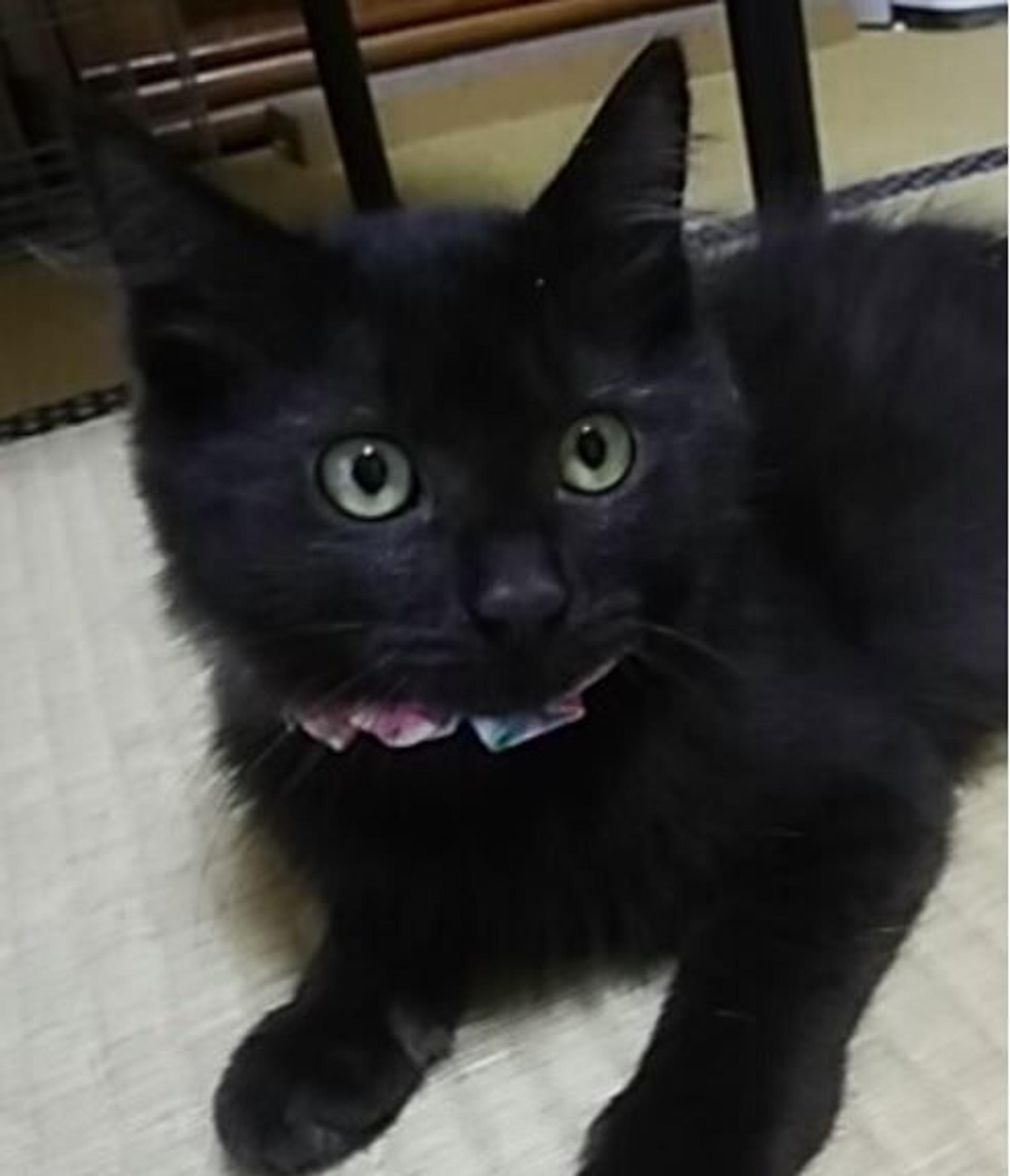 pet-image-4