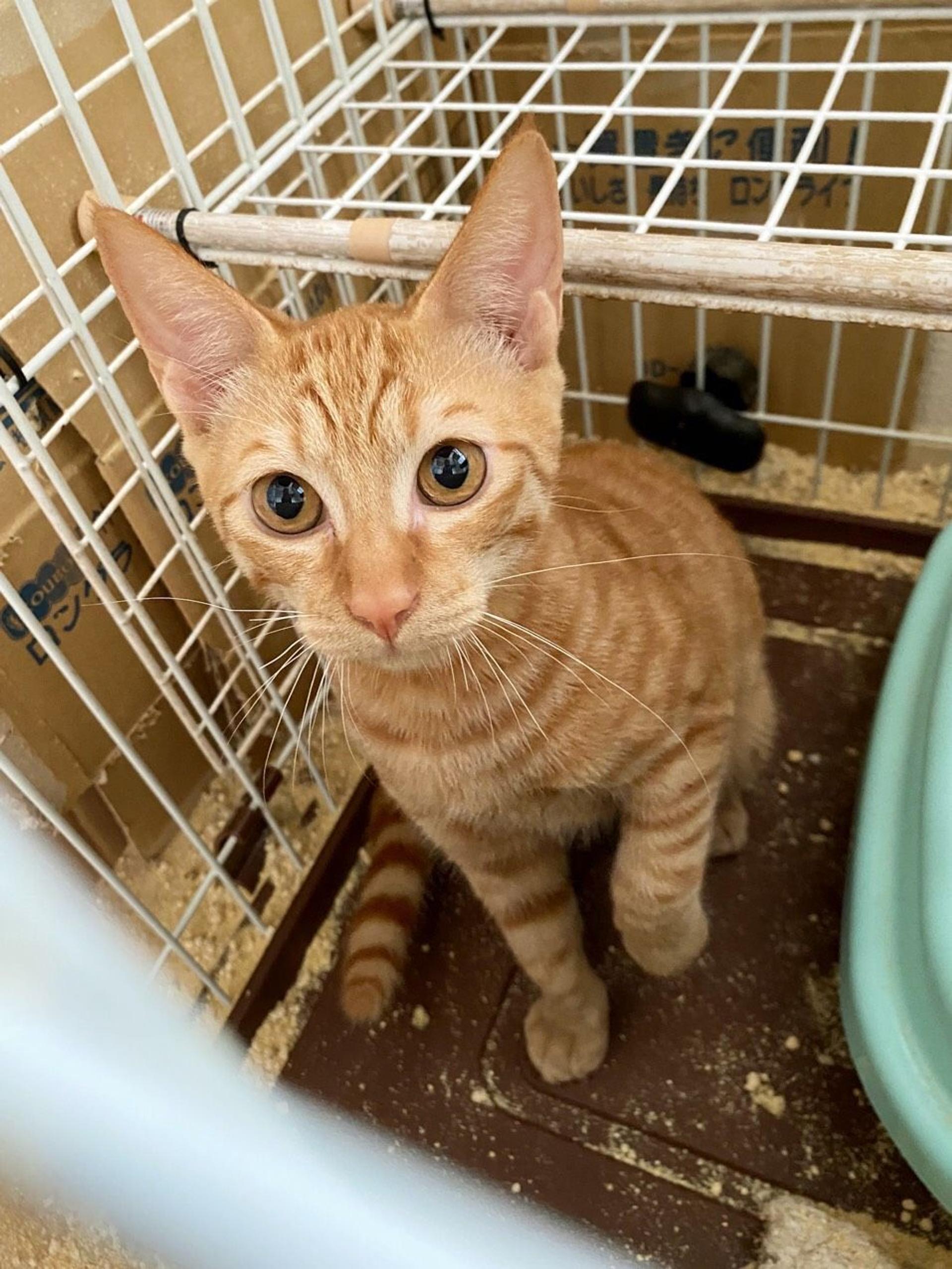 pet-image-2
