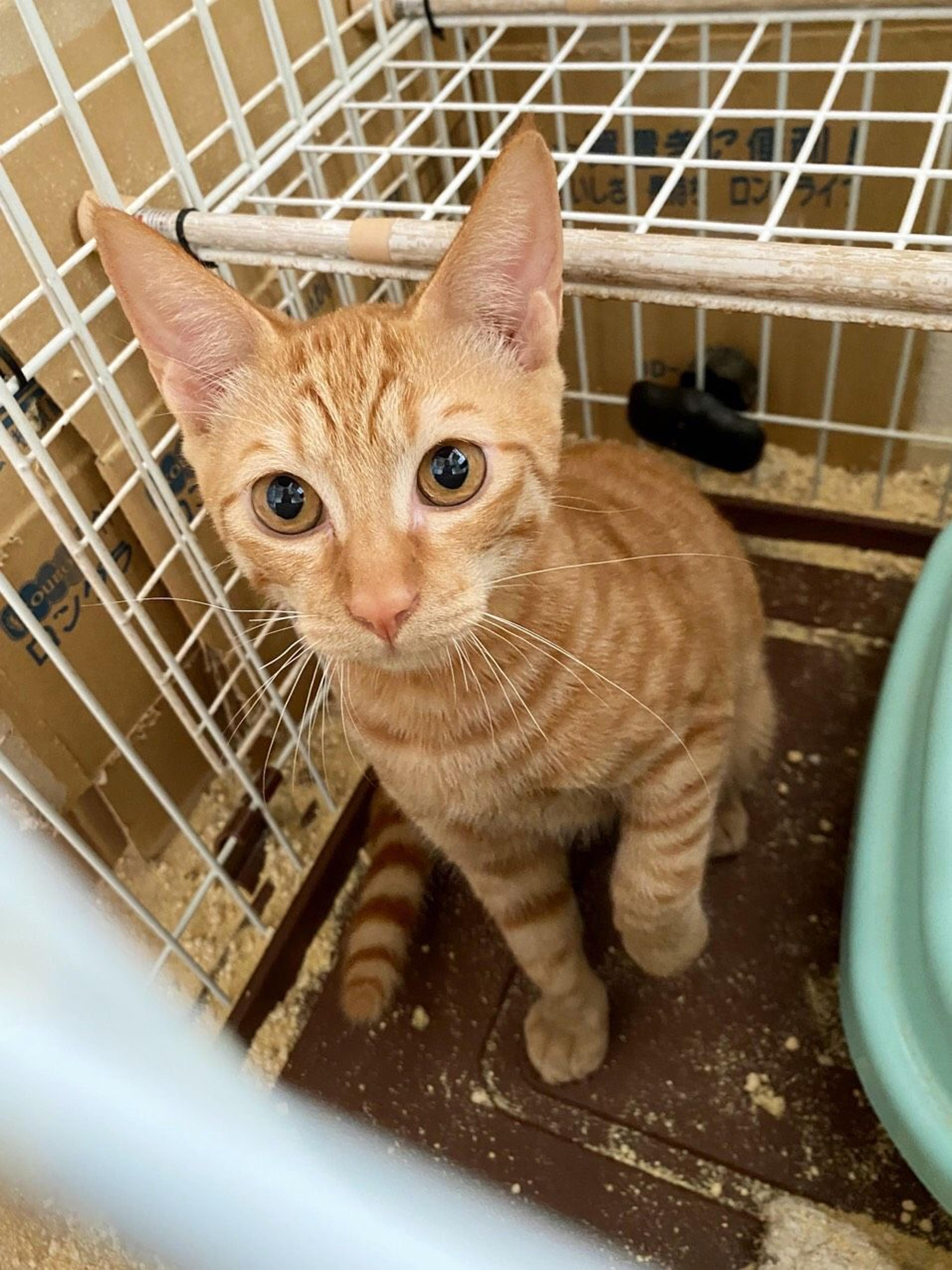 pet-image-2