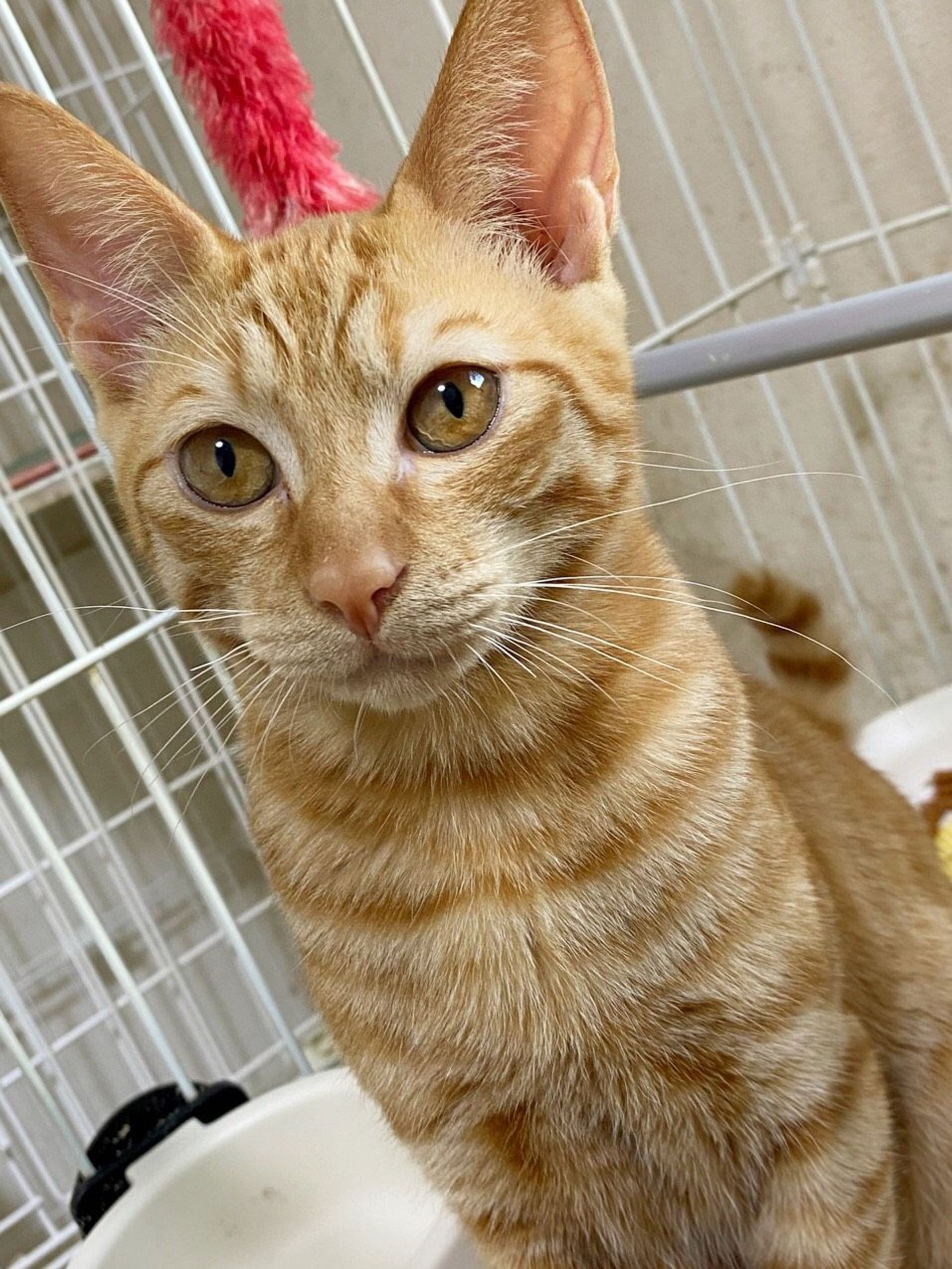 日本猫・オスの里親募集の写真