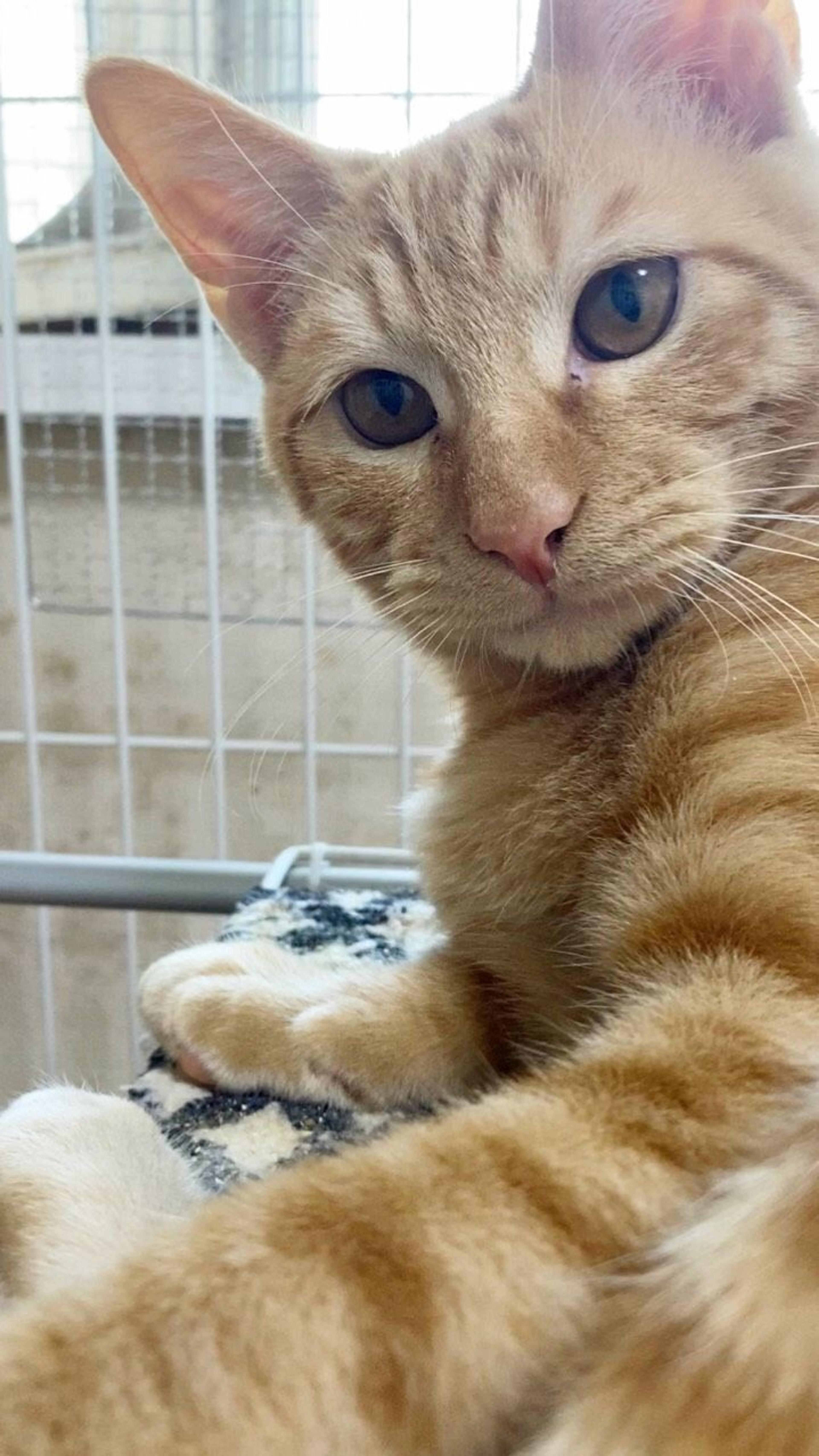 pet-image-2