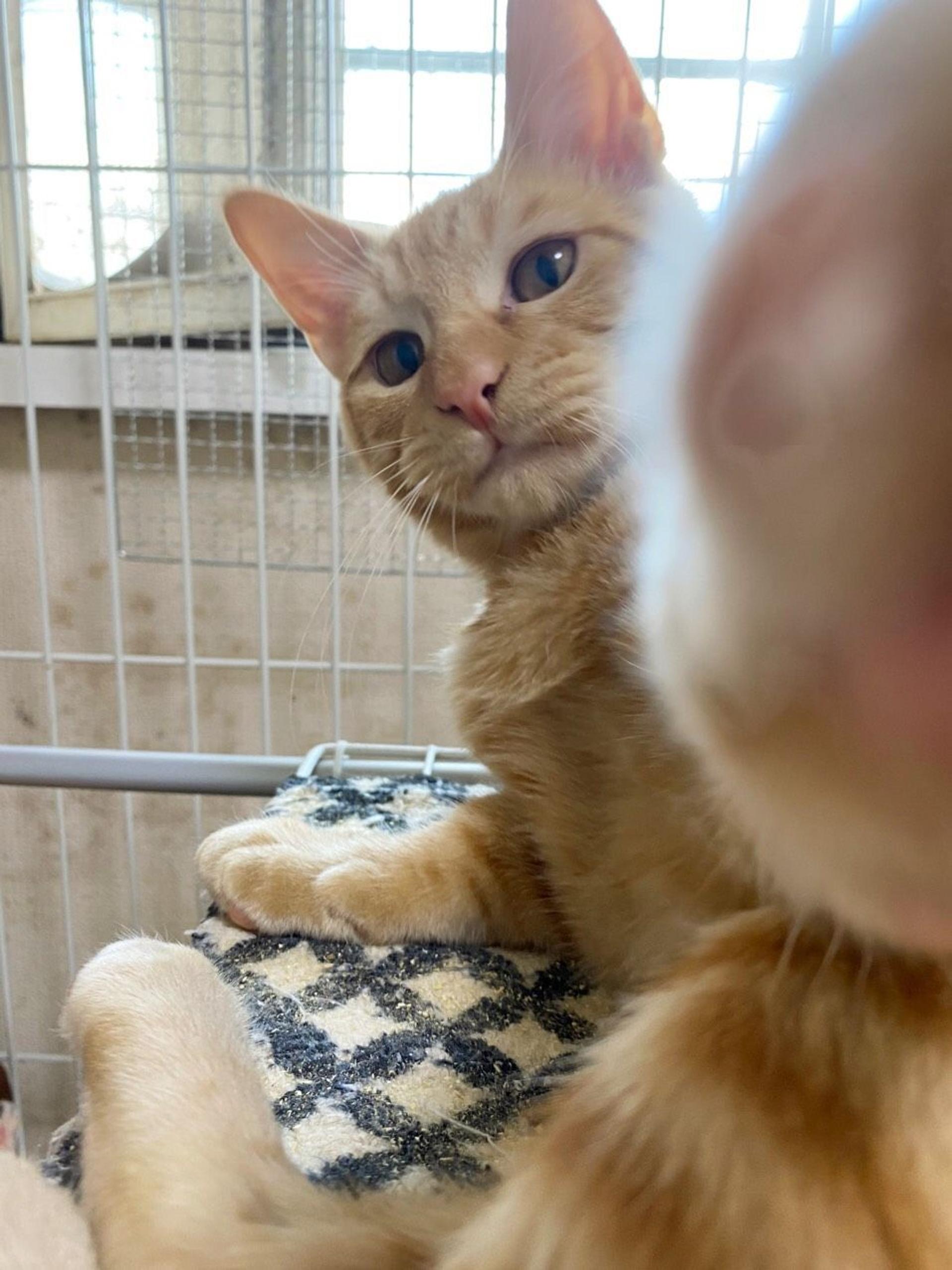 pet-image-3