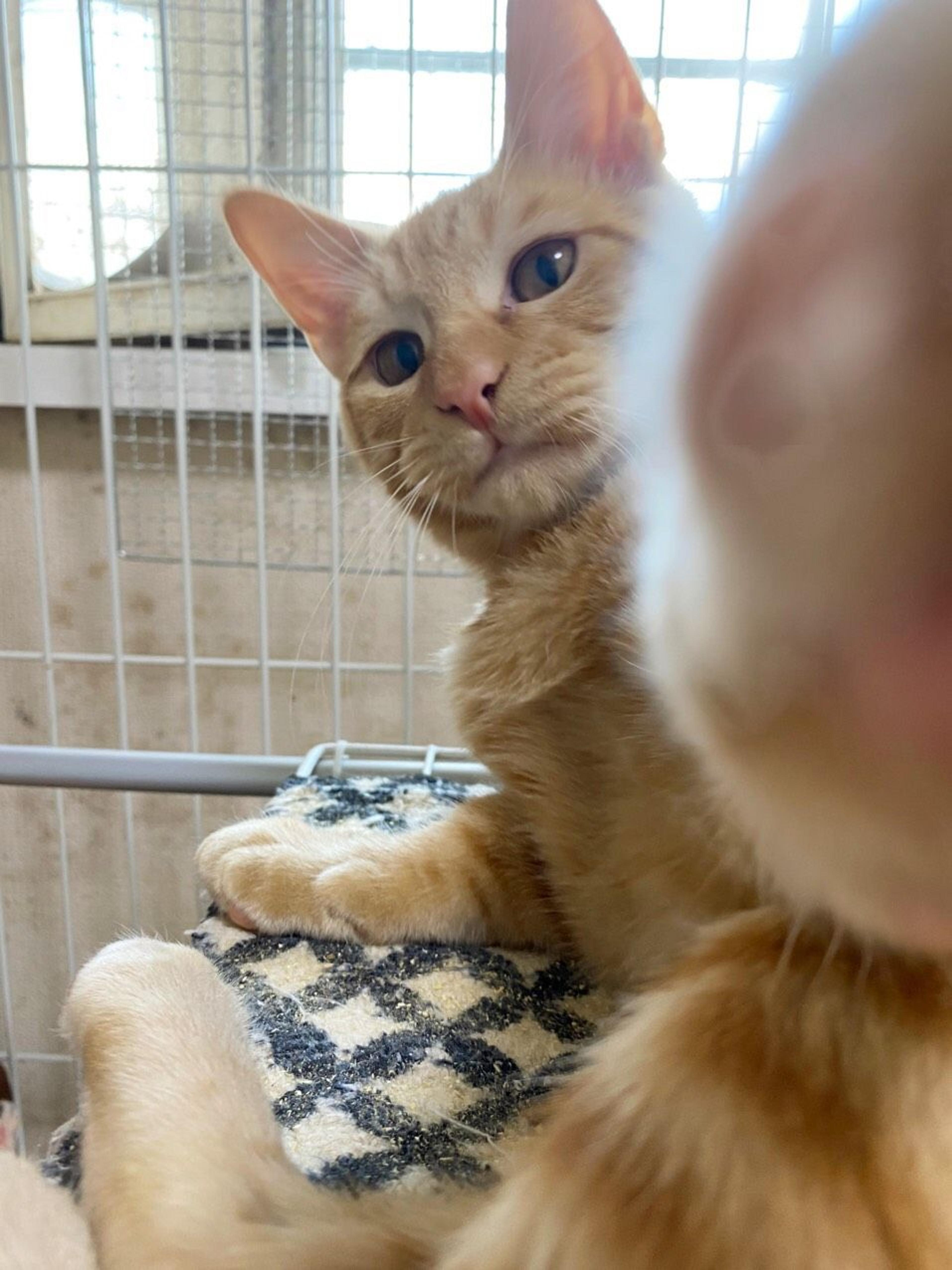 pet-image-3