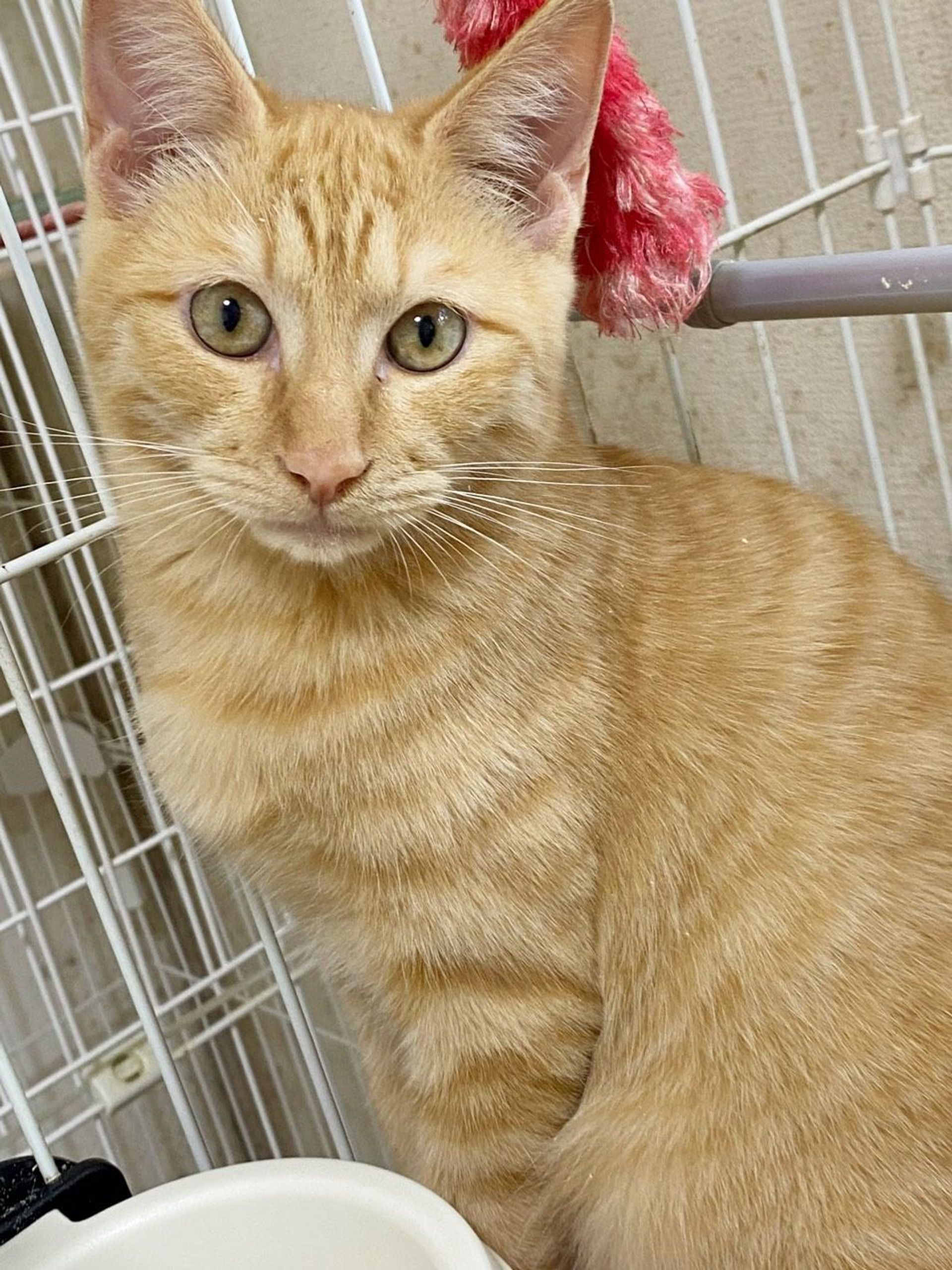 日本猫・オスの里親募集の写真