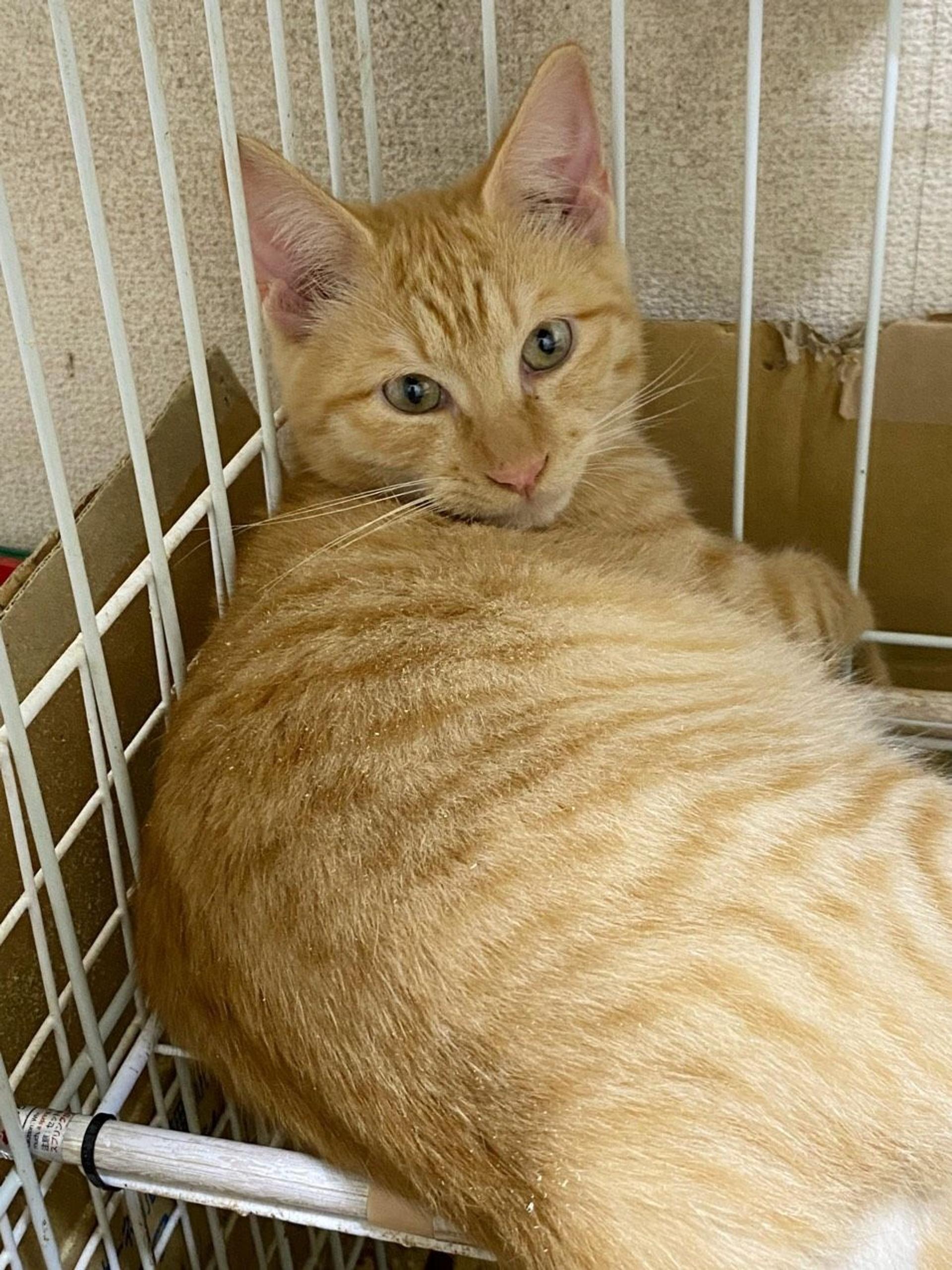pet-image-2