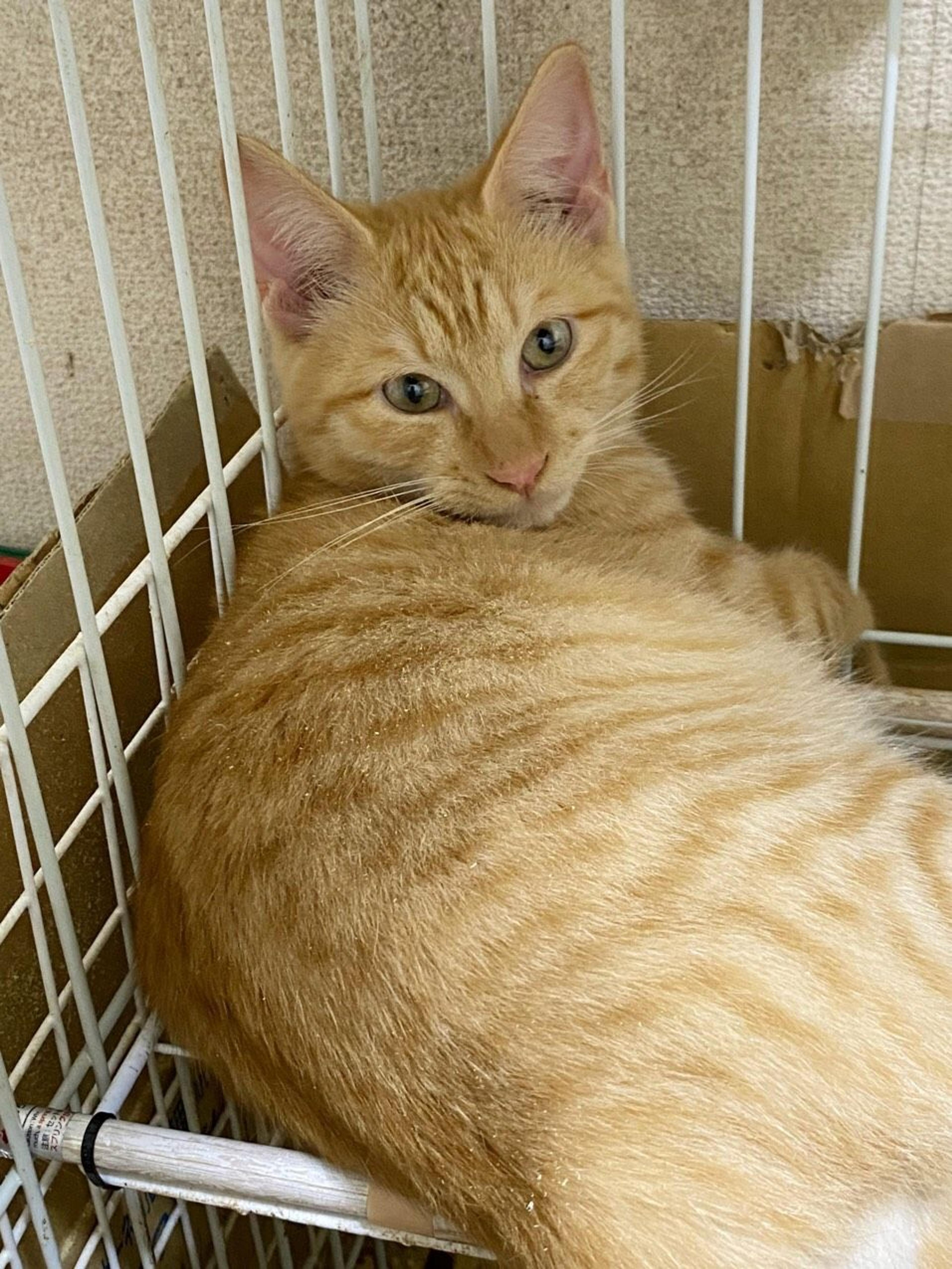 pet-image-2