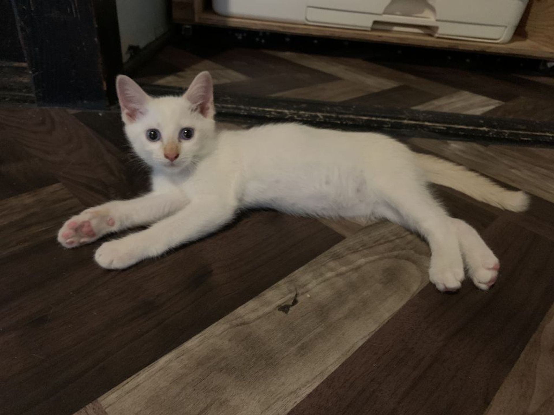 日本猫・メスの里親募集の写真