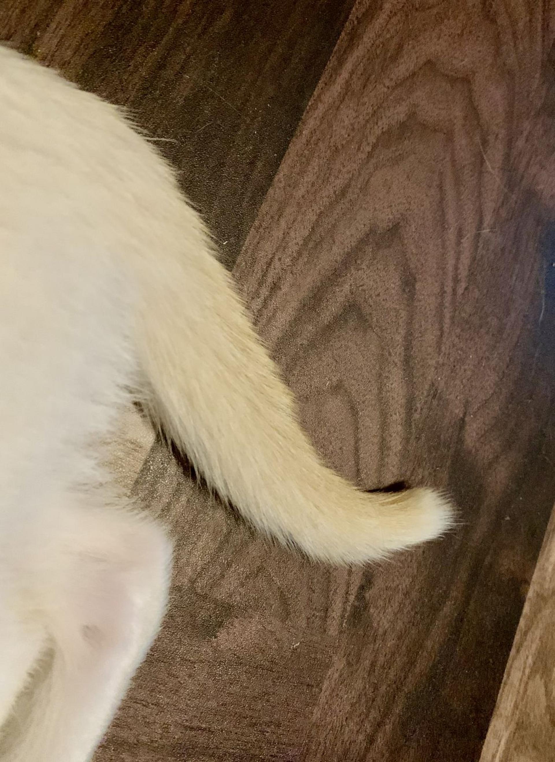 pet-image-4