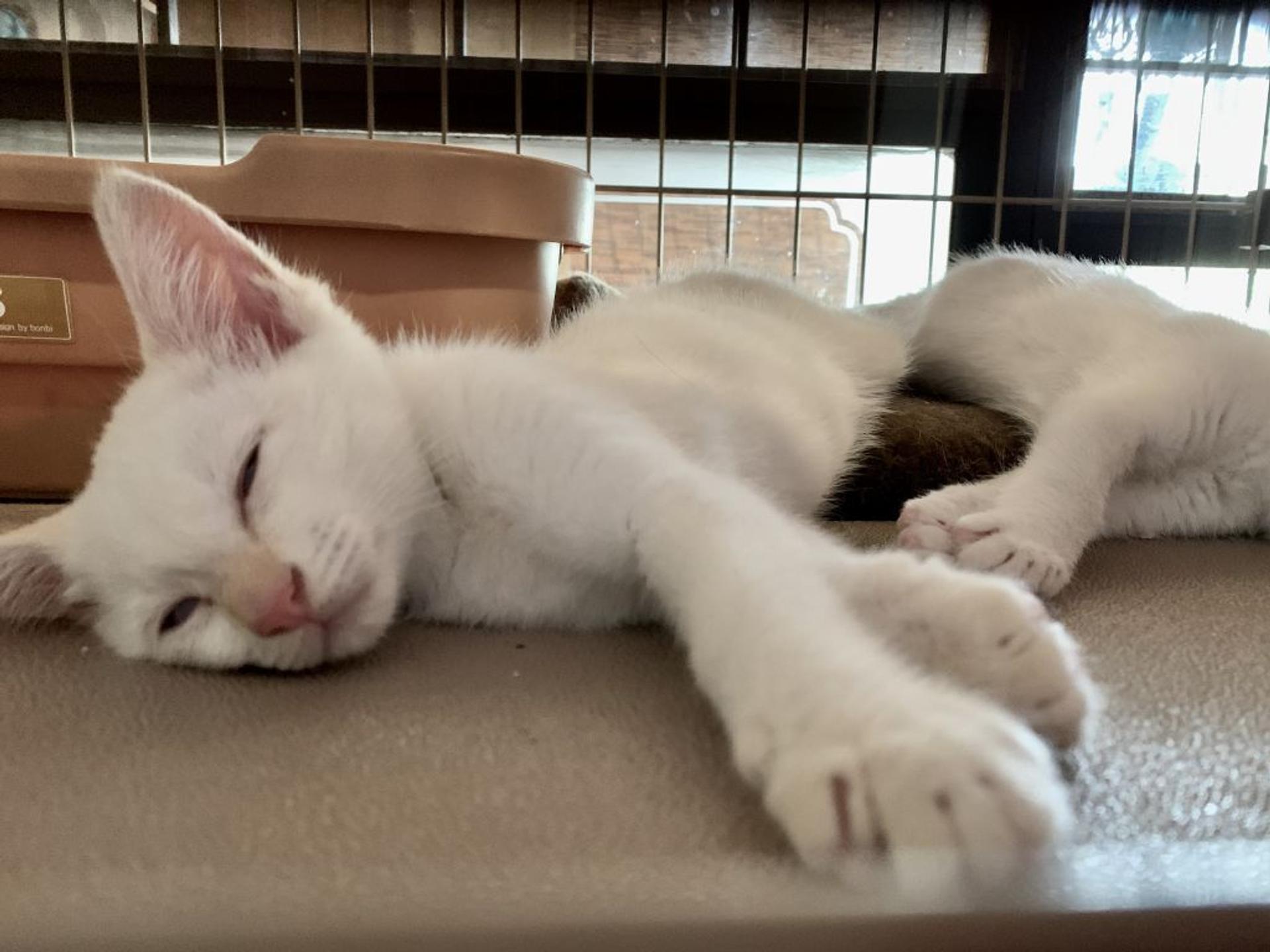 pet-image-5