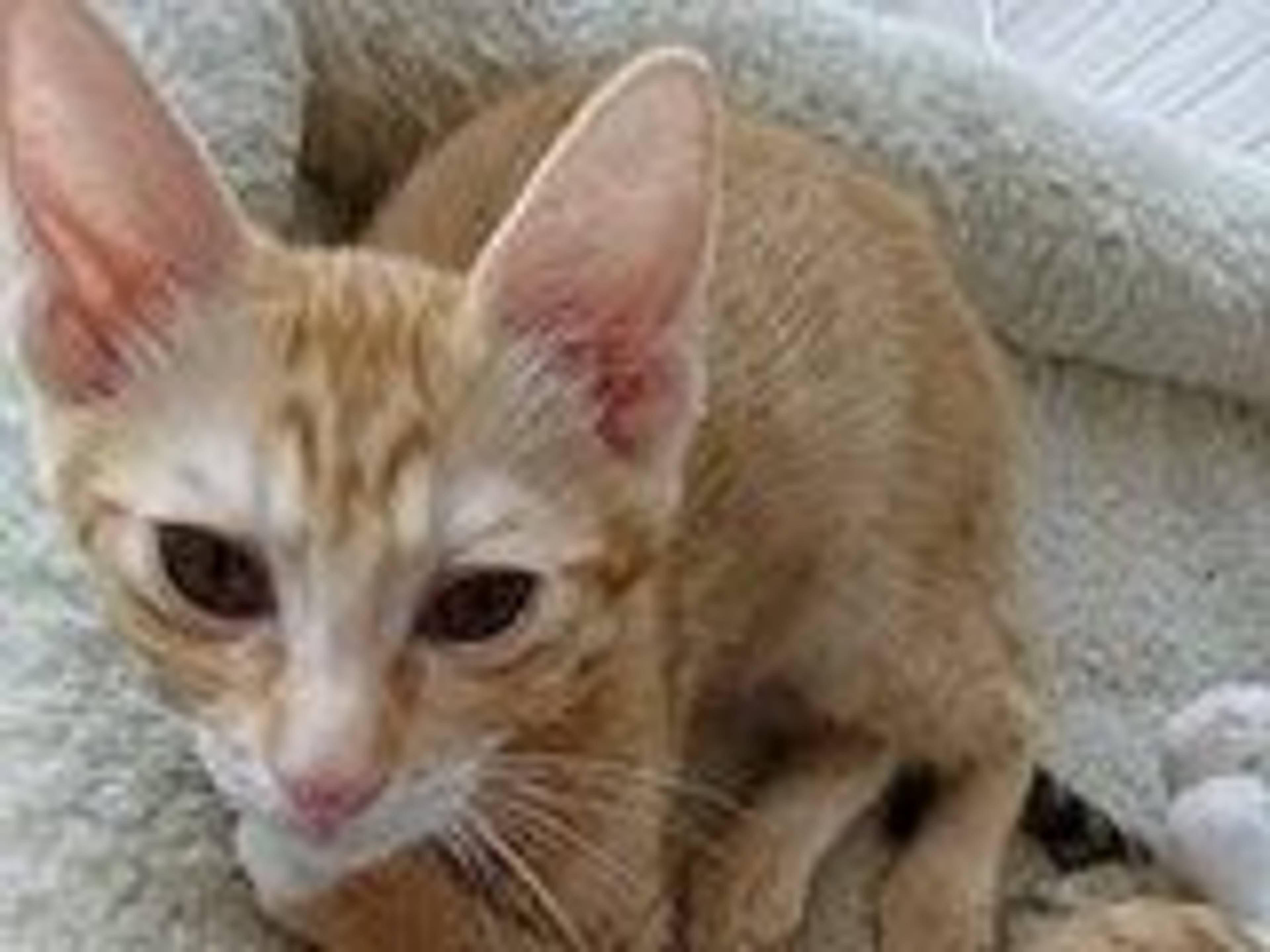 雑種（ミックス猫）・オスの里親募集の写真