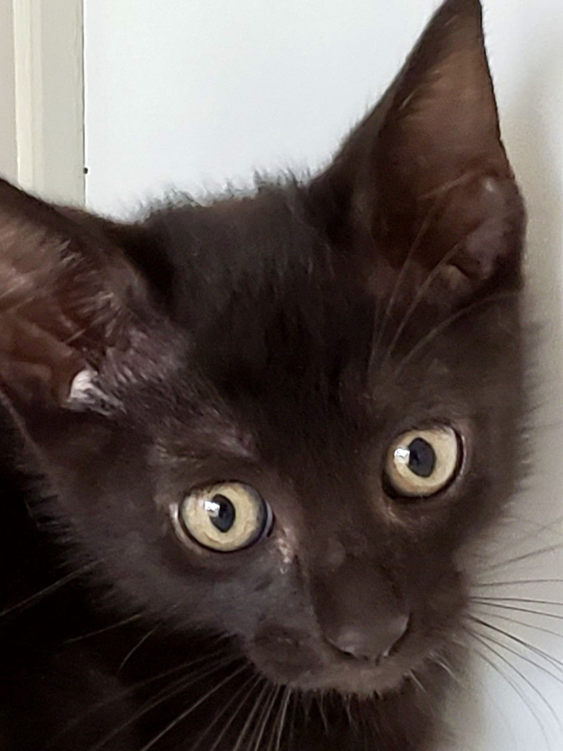日本猫・オスの里親募集の写真