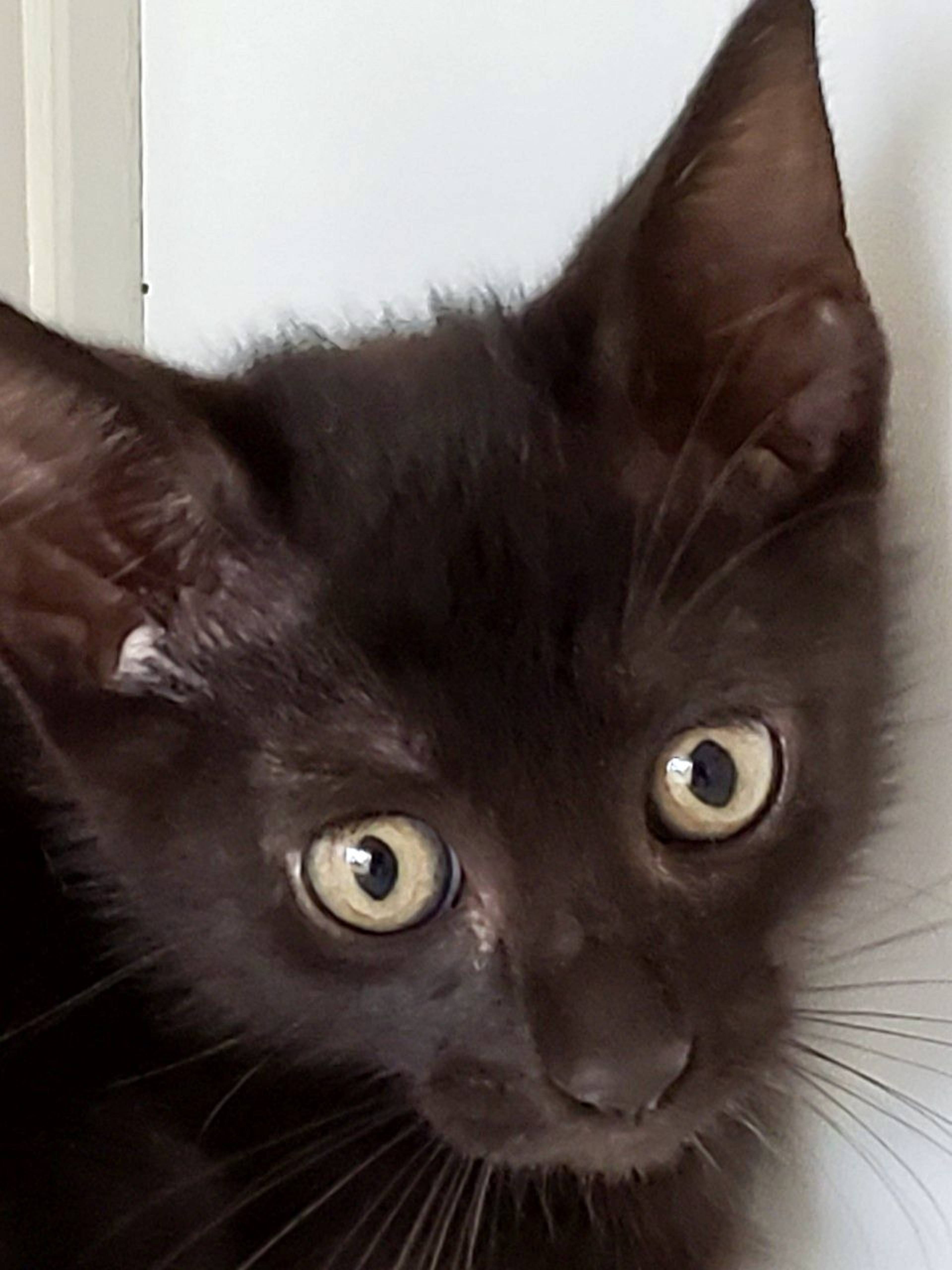 日本猫・オスの里親募集の写真