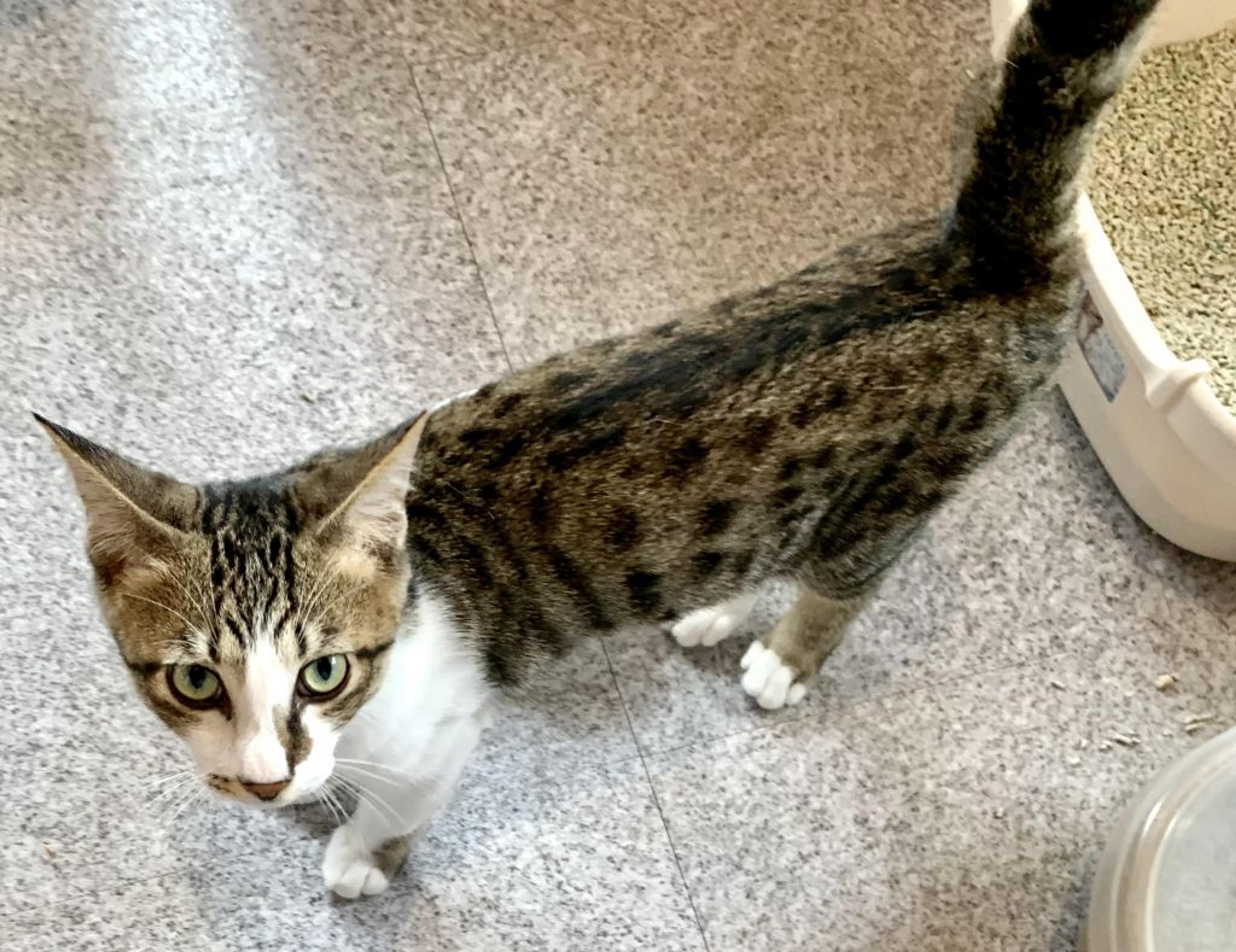 pet-image-2