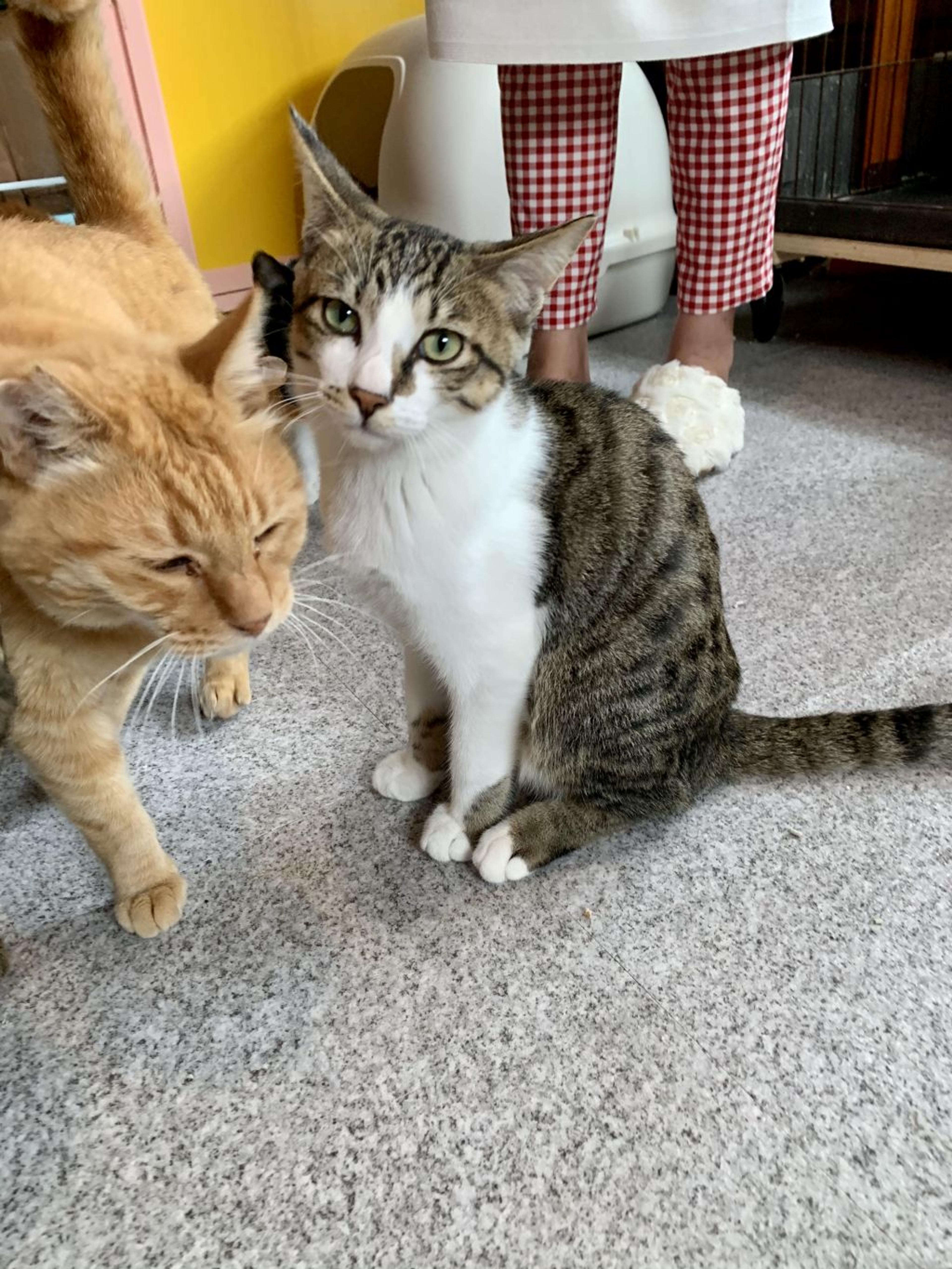 pet-image-3