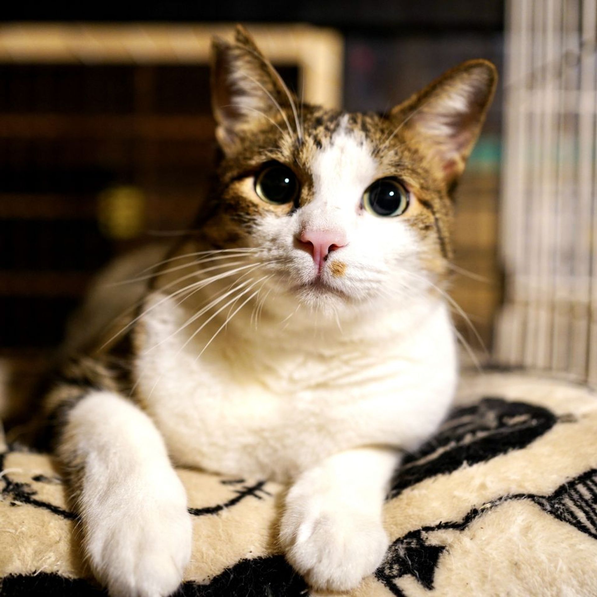日本猫・オスの里親募集の写真