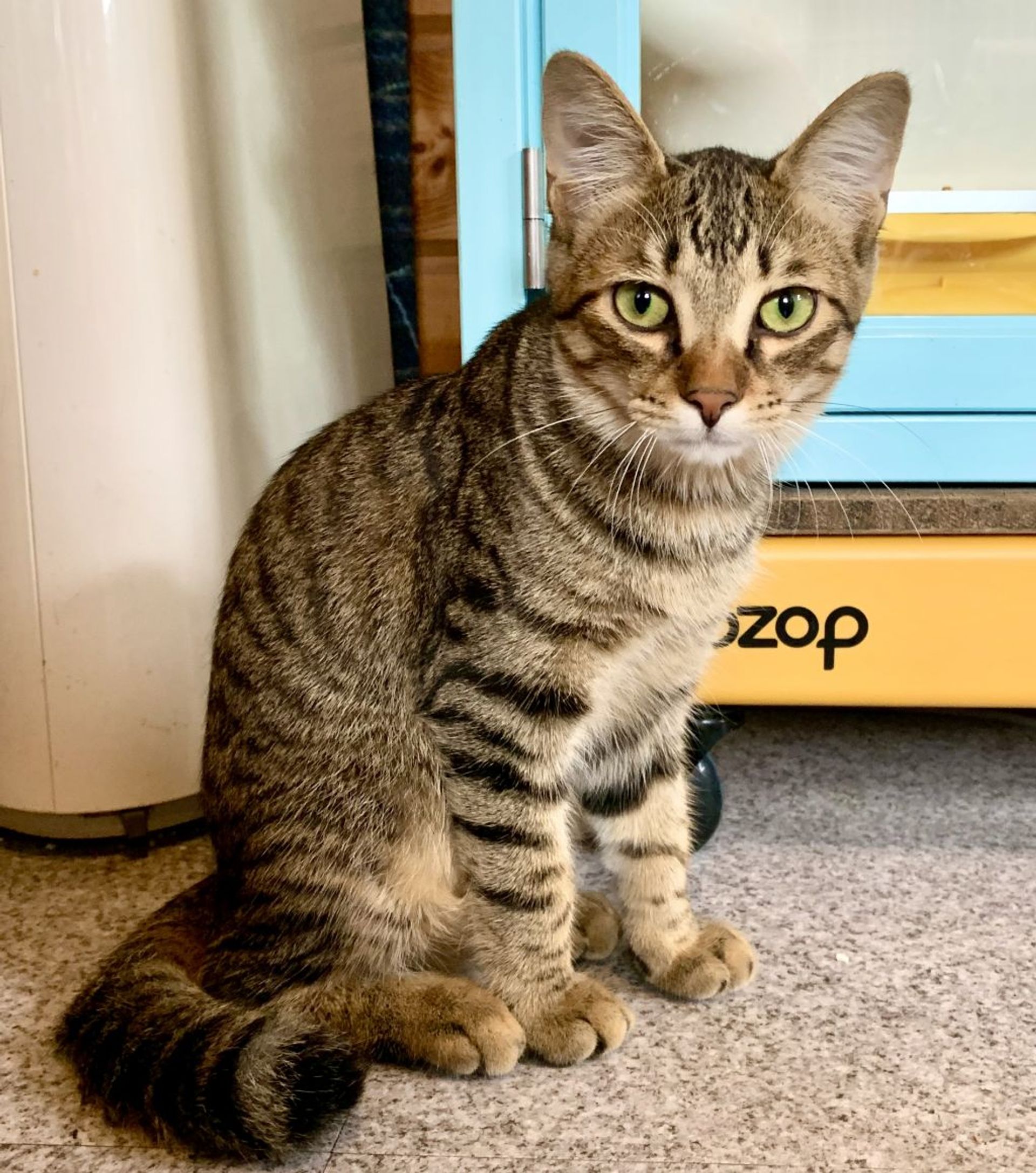 日本猫・オスの里親募集の写真