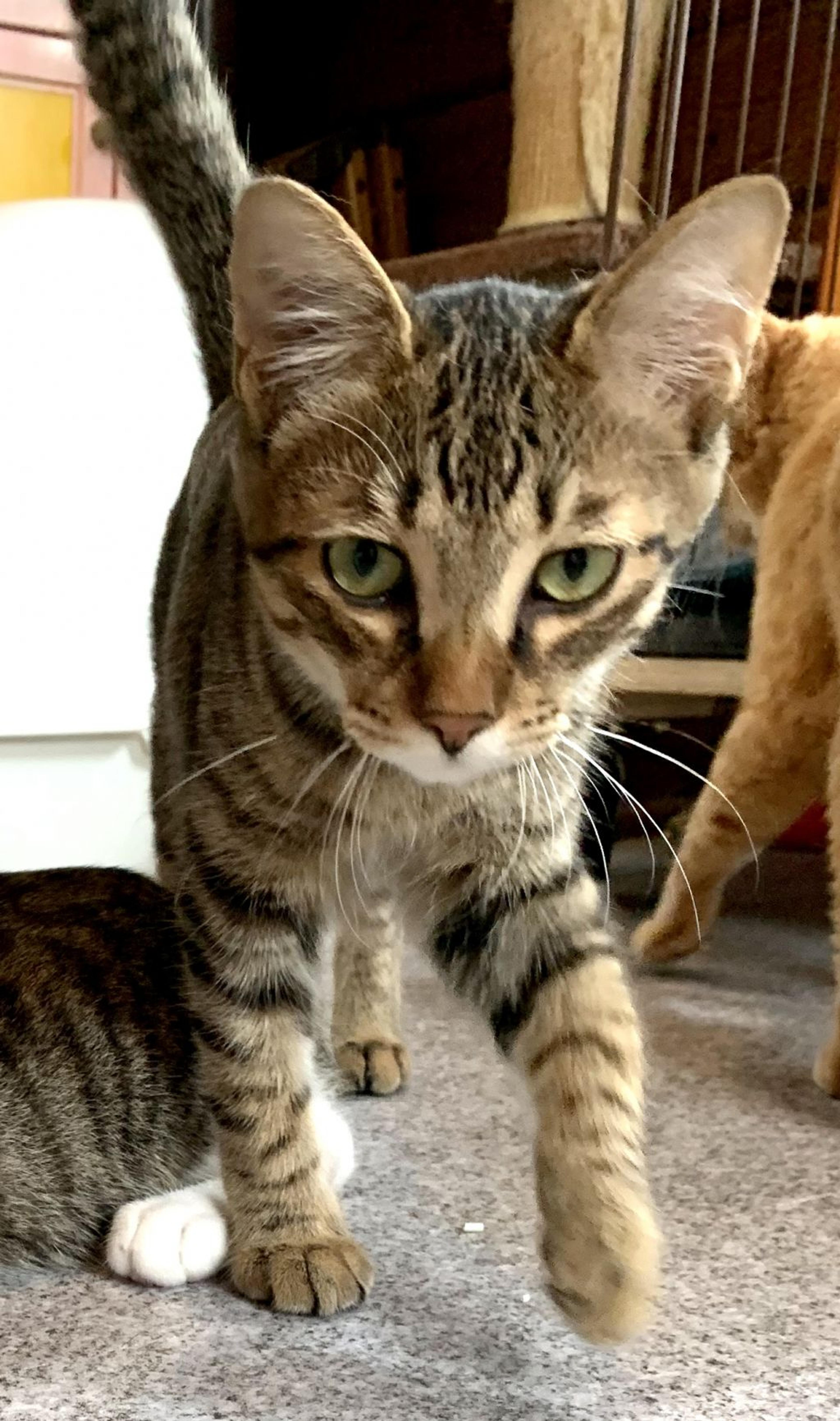pet-image-2