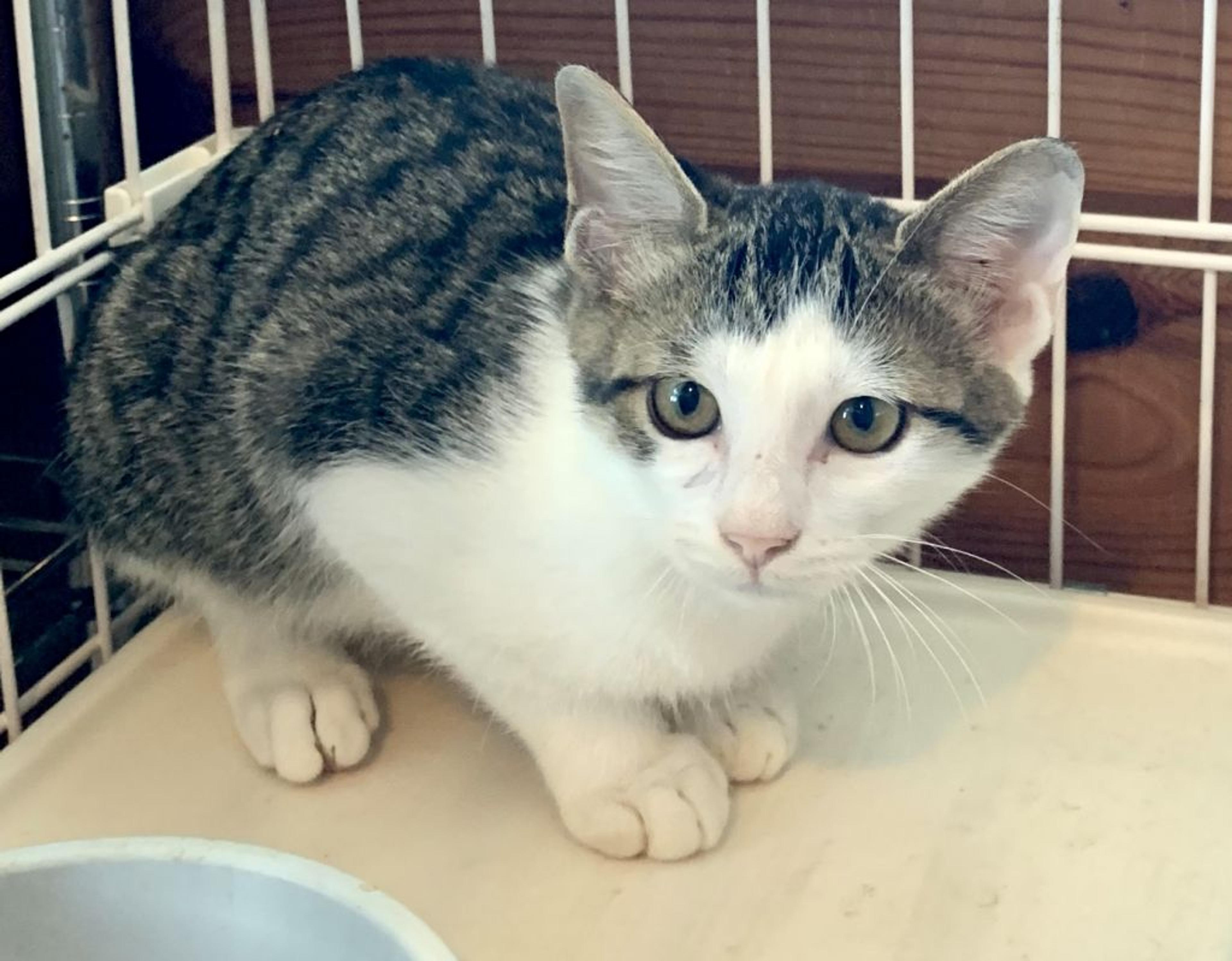 pet-image-2