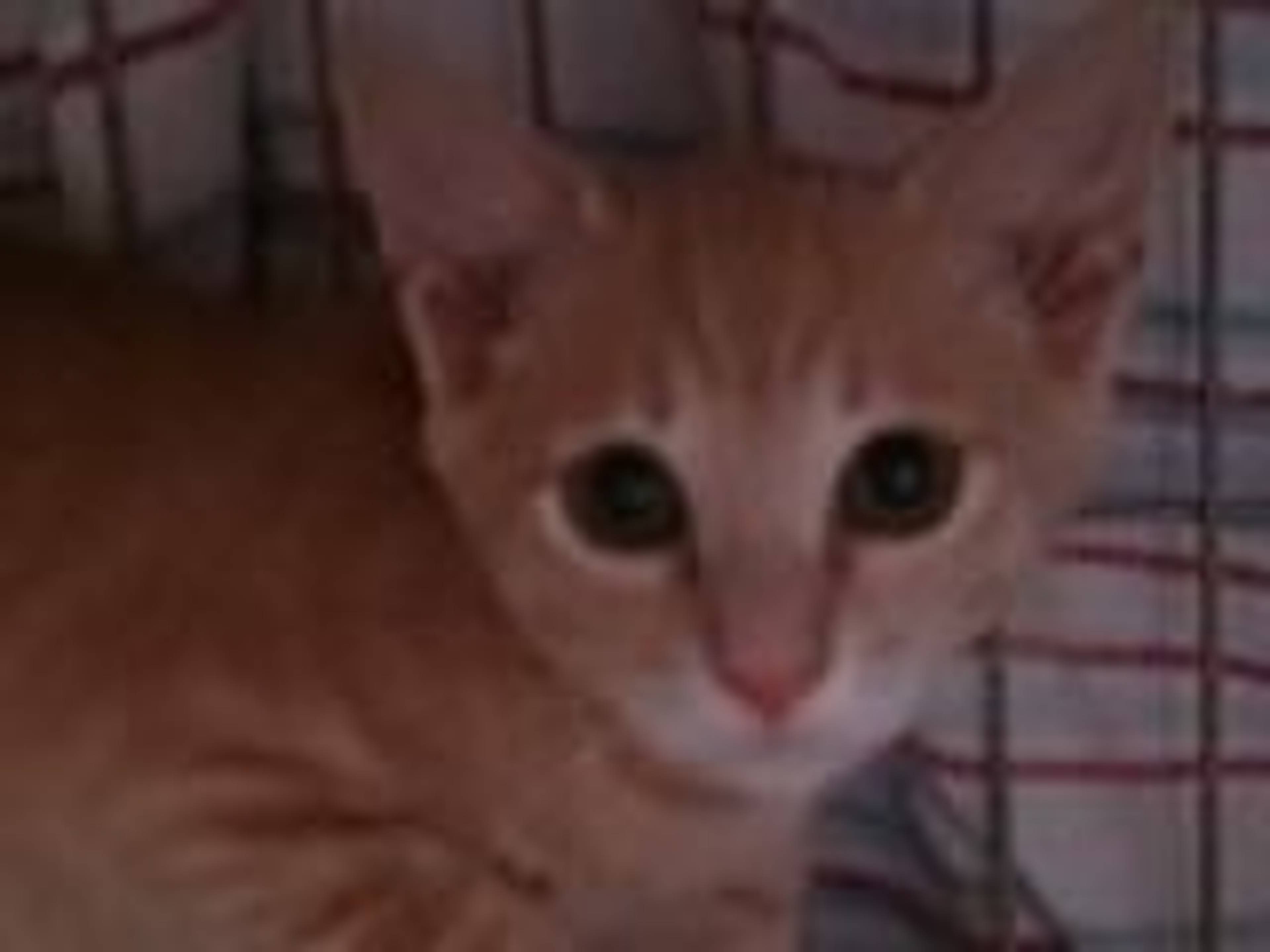 雑種（ミックス猫）・オスの里親募集の写真