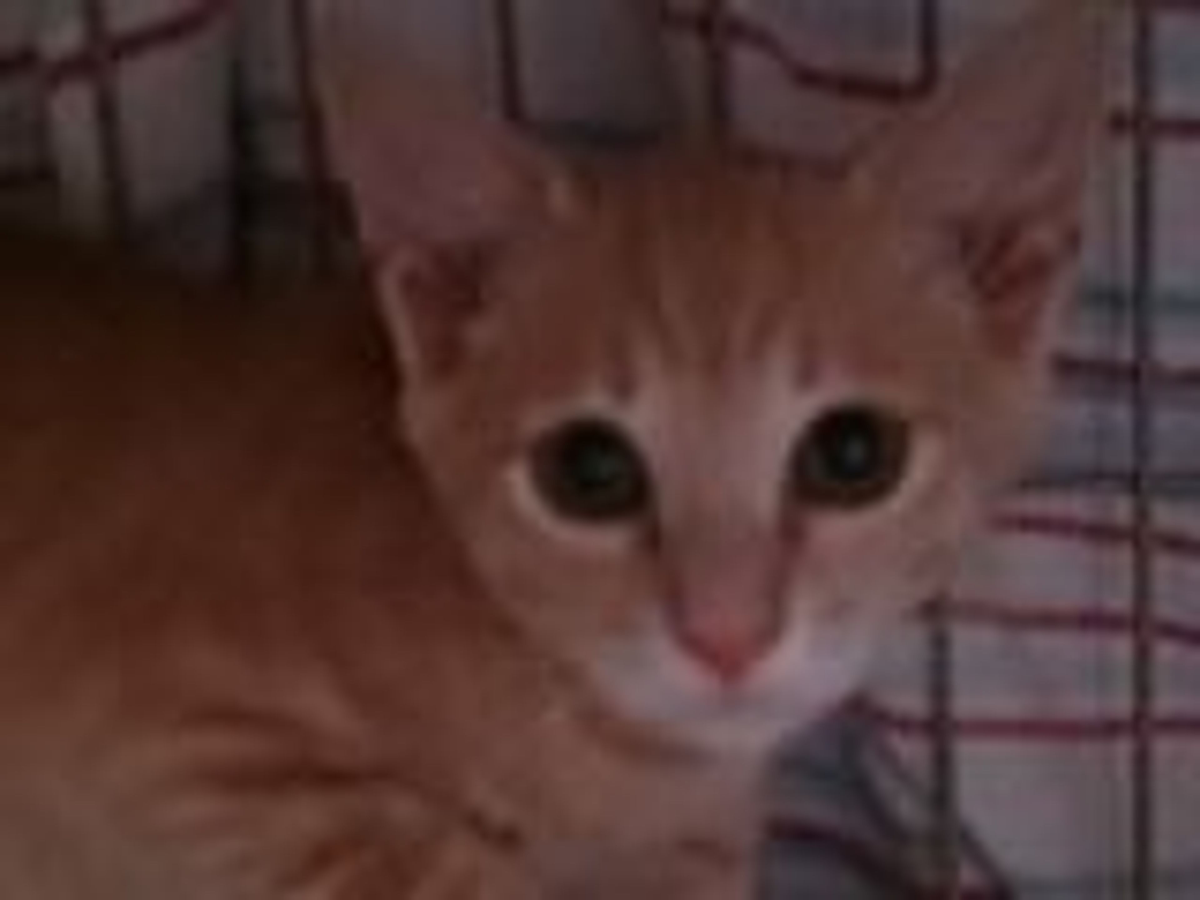 雑種（ミックス猫）・オスの里親募集の写真