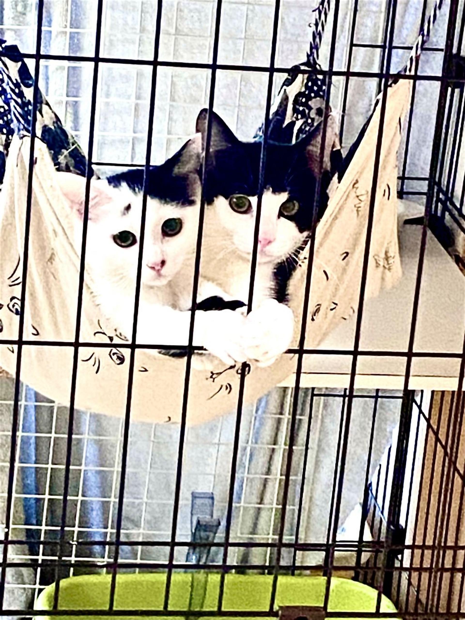 pet-image-5