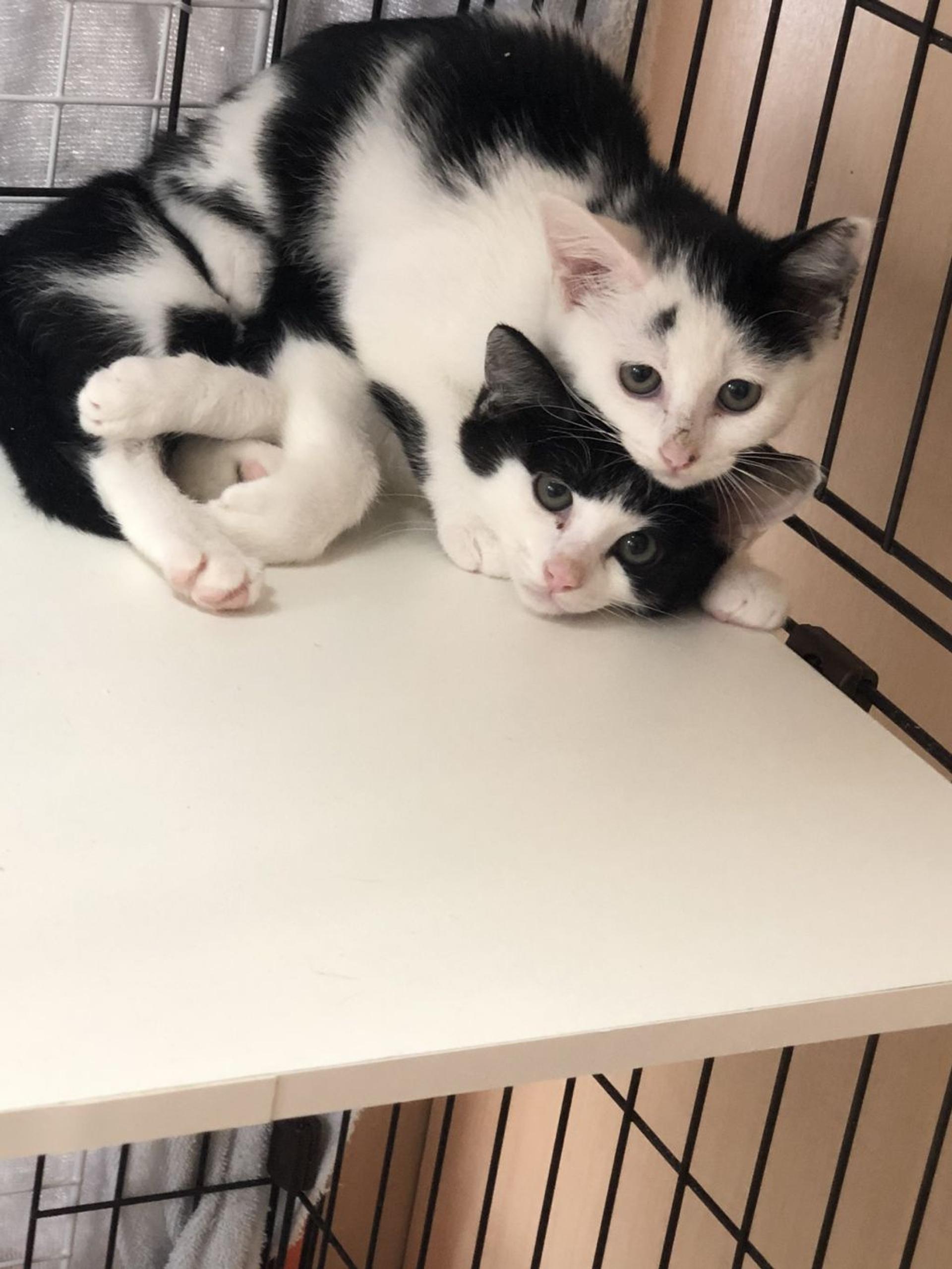 pet-image-7