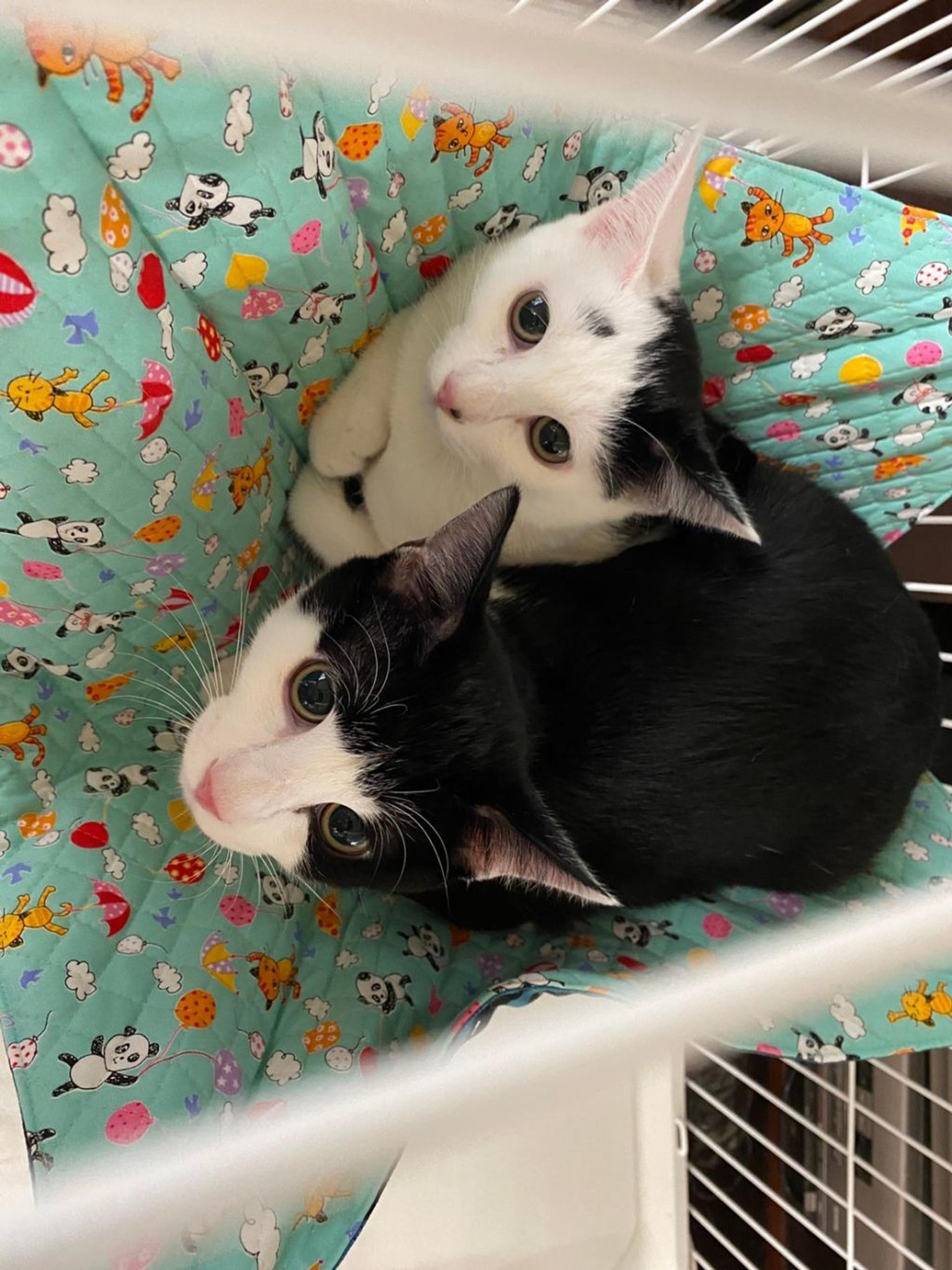 pet-image-2