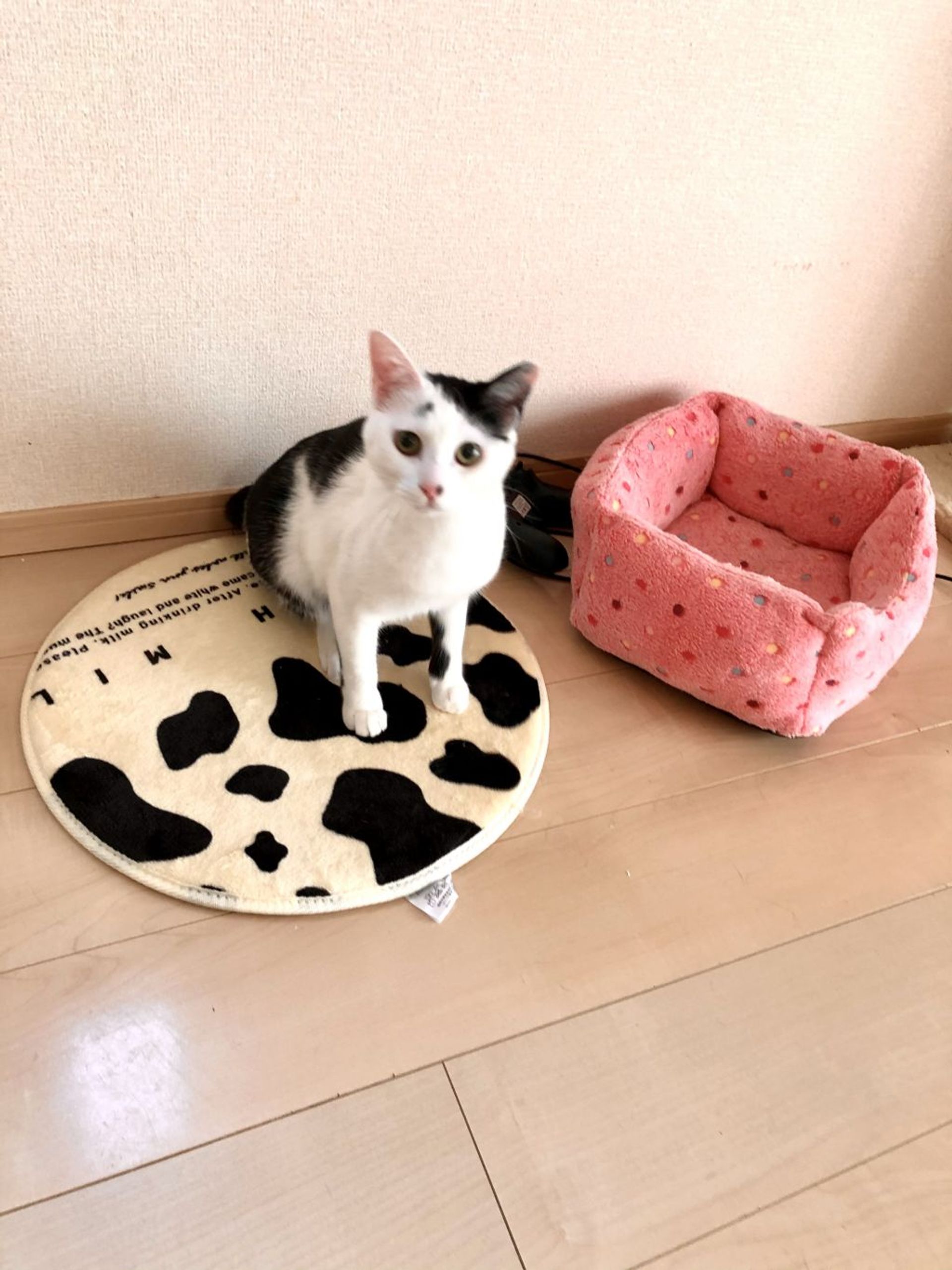 雑種（ミックス猫）・メスの里親募集の写真