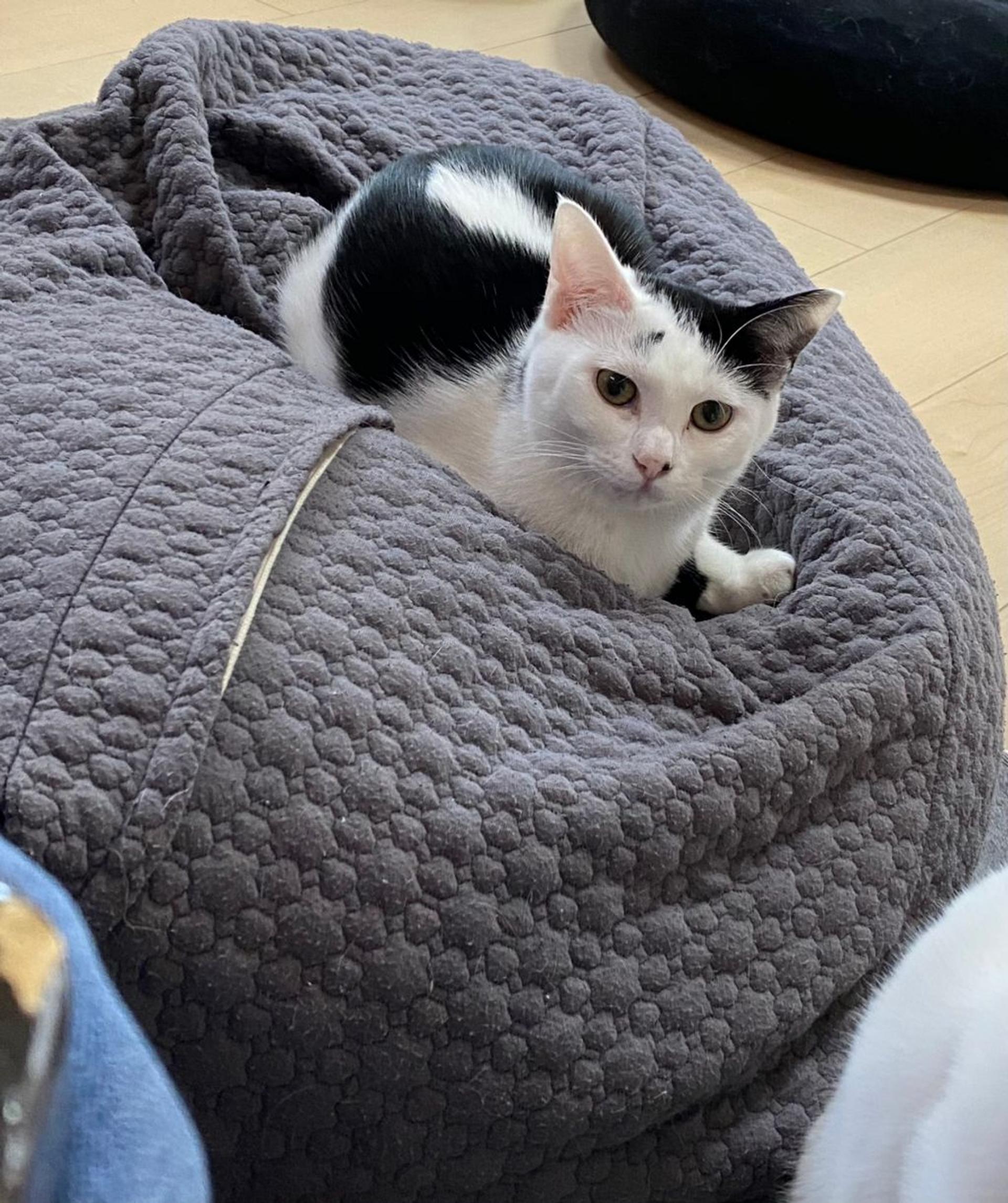 pet-image-3