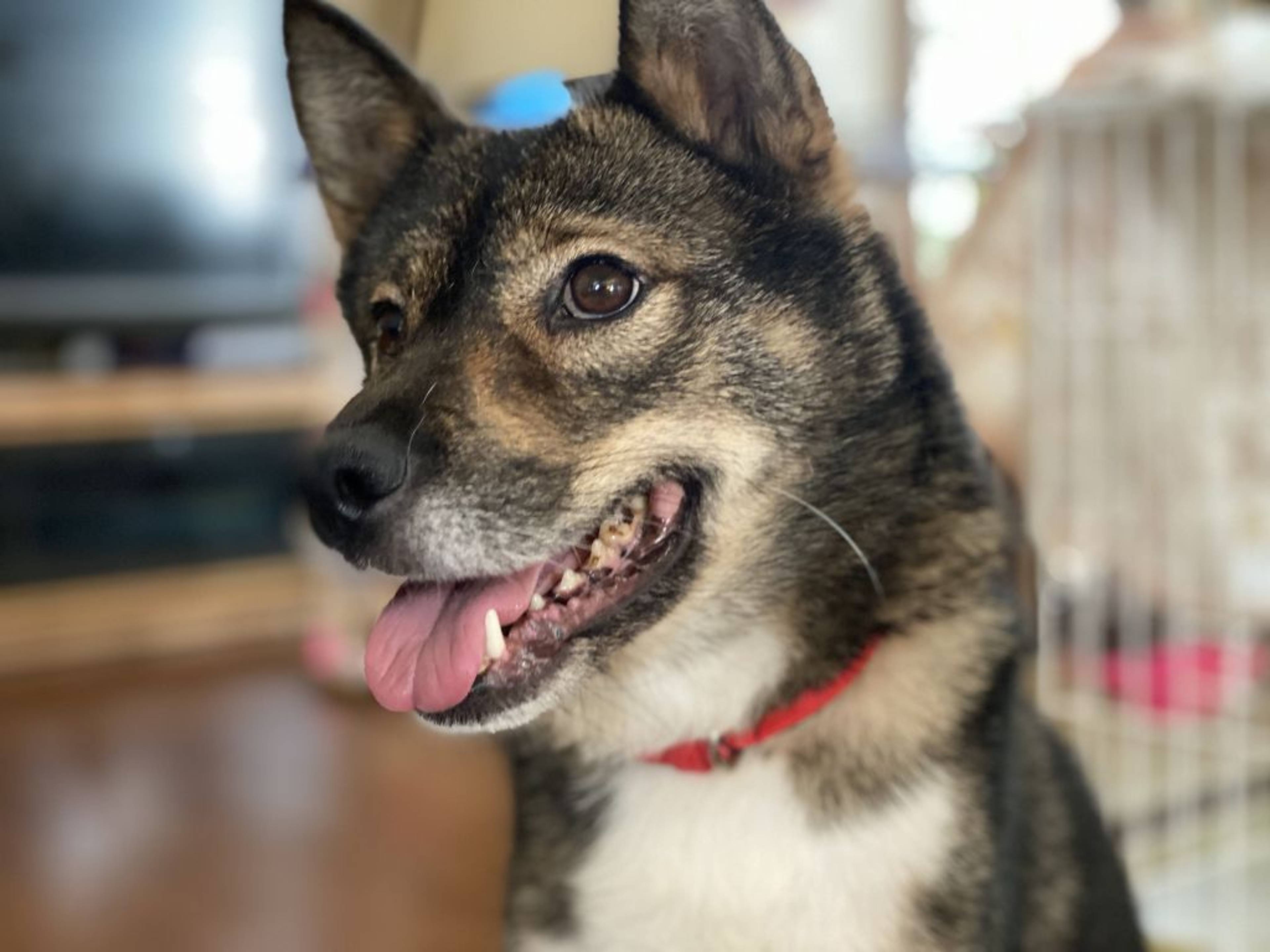 雑種（ミックス犬）・メスの里親募集の写真