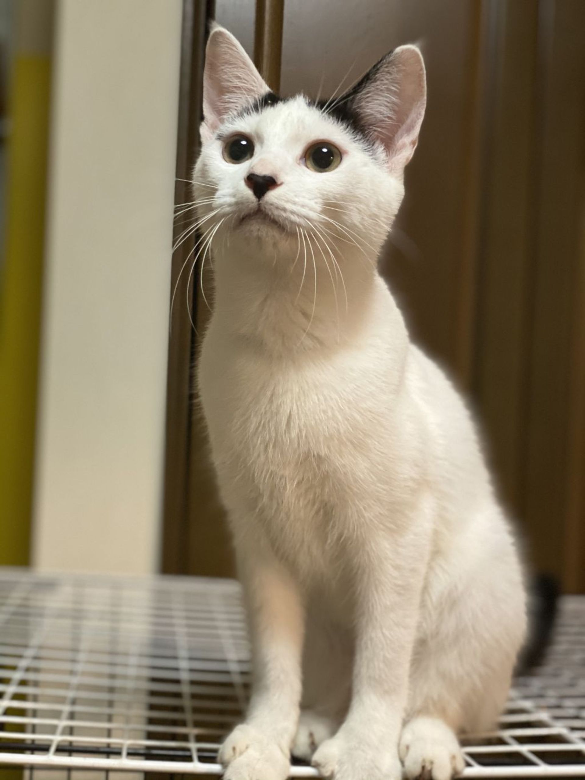 雑種（ミックス猫）・オスの里親募集の写真